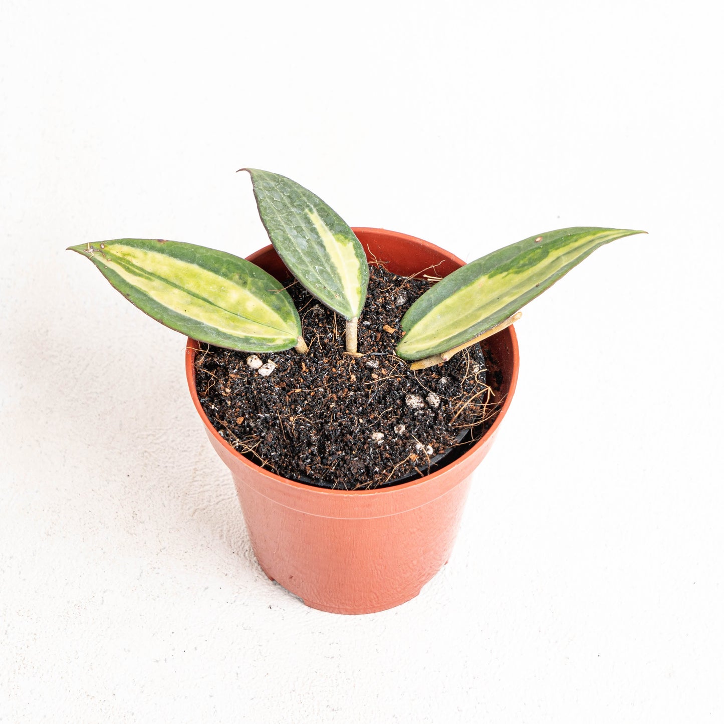 Hoya Pot Of Gold