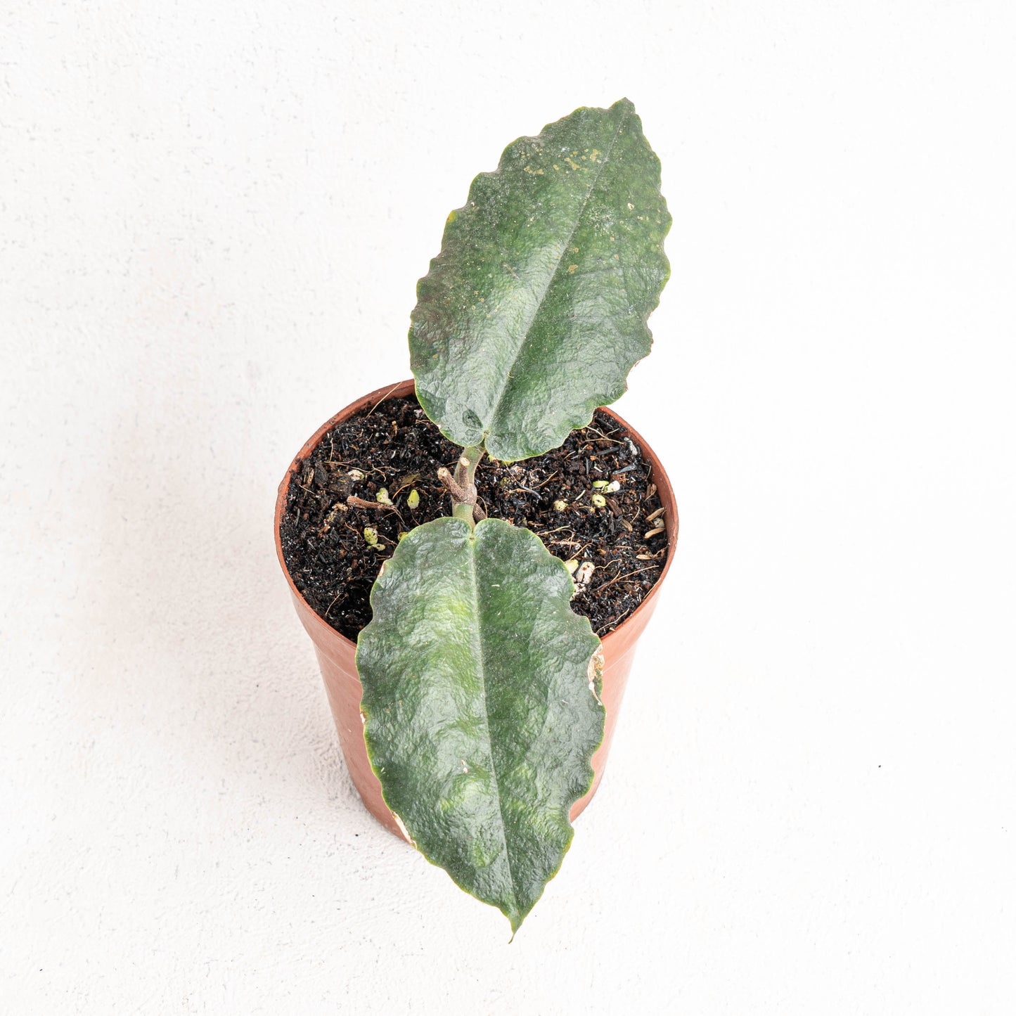 Hoya Versteegii