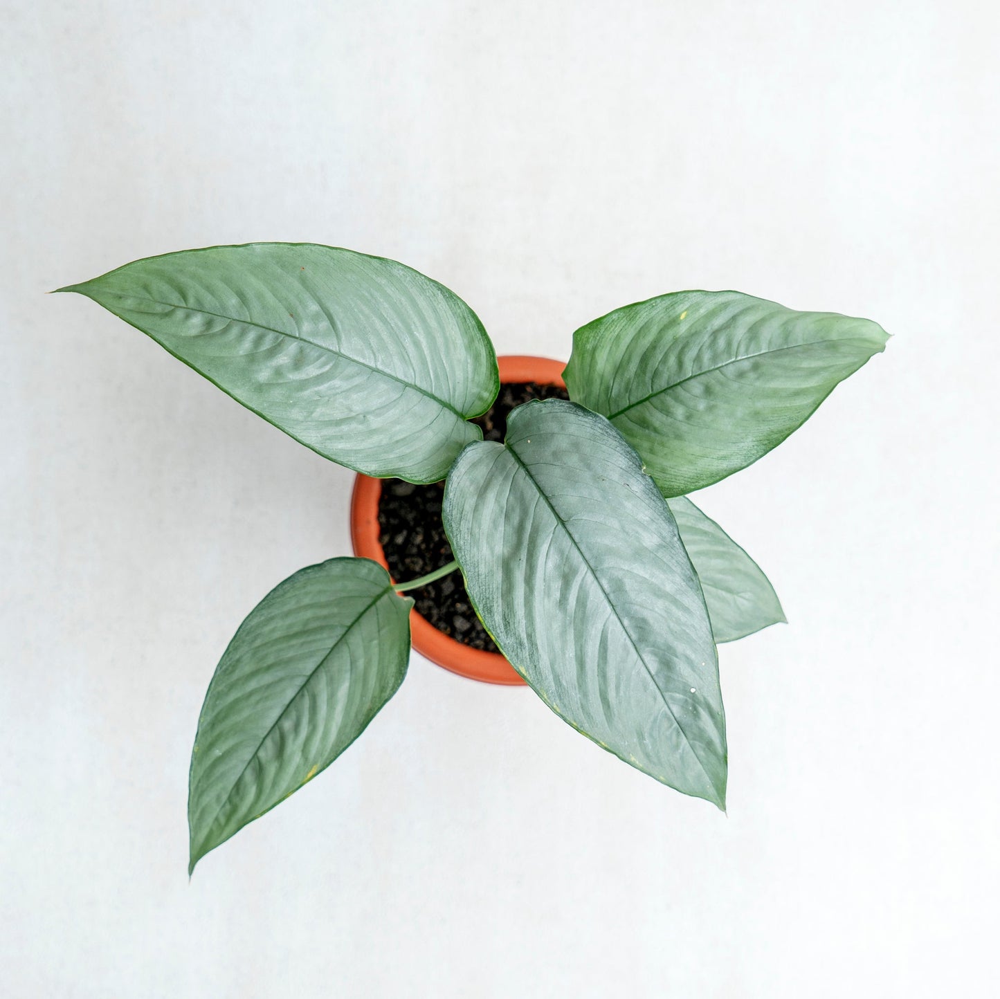 Homalomena Schismatoglottis Silver
