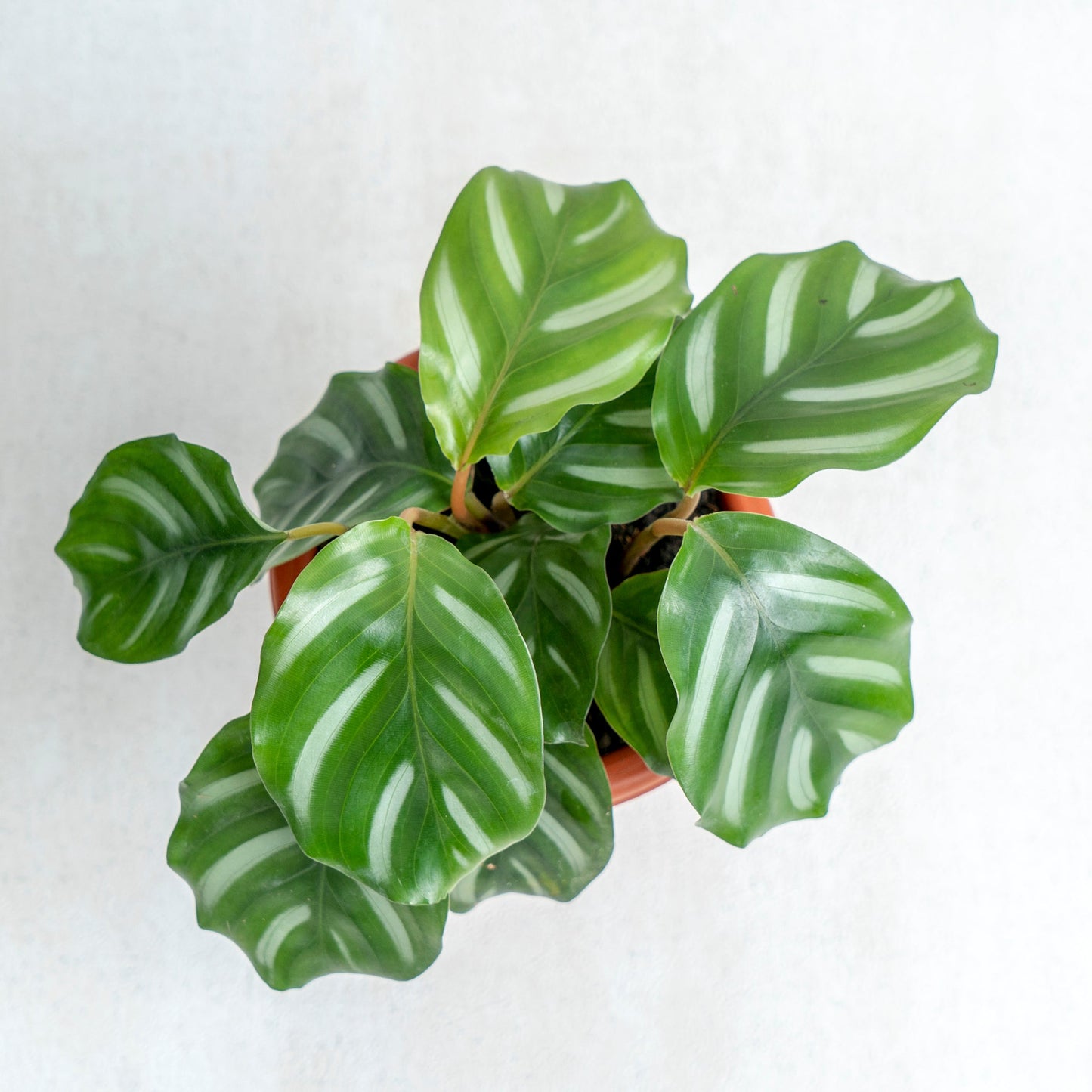 Calathea Fasciata