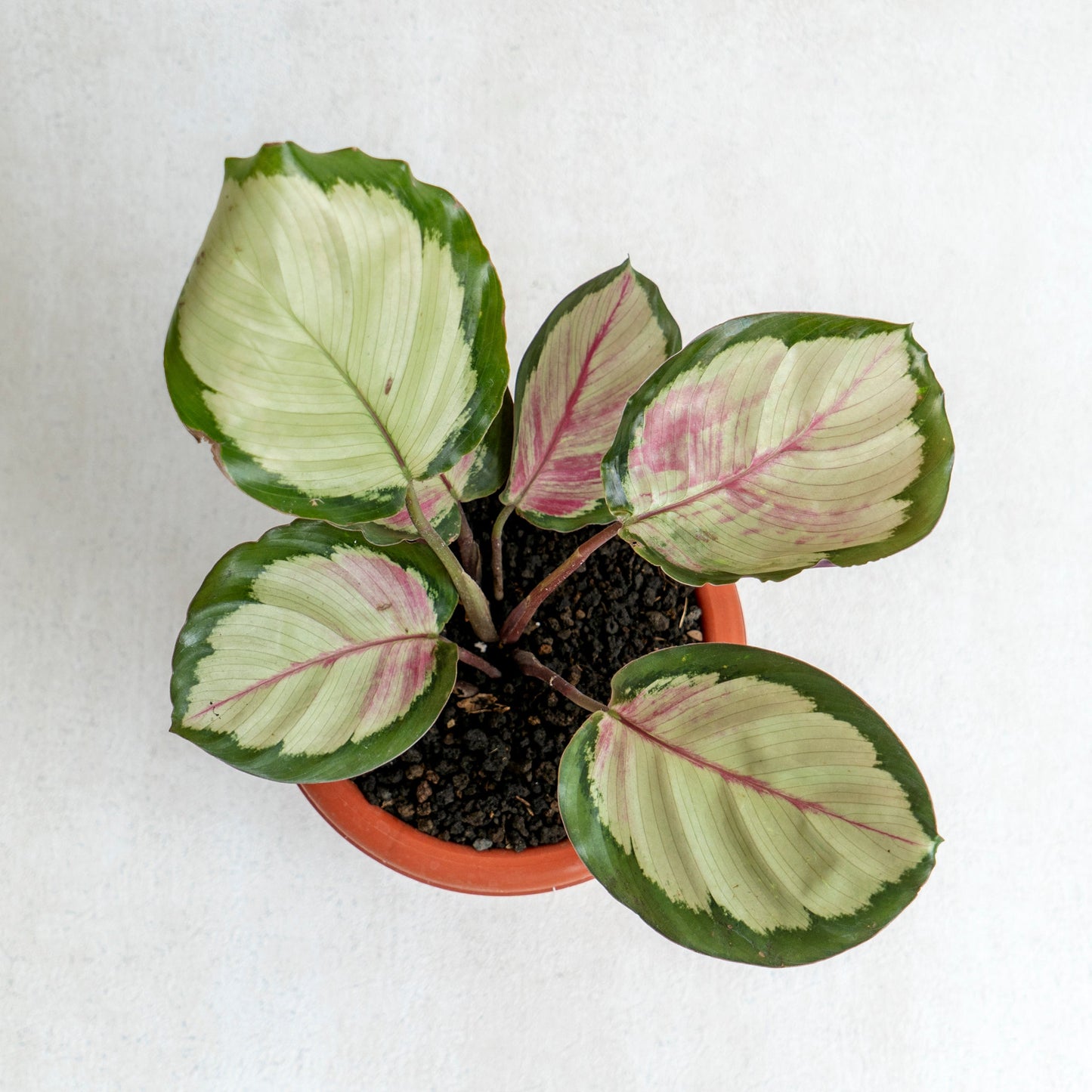 Calathea Corona