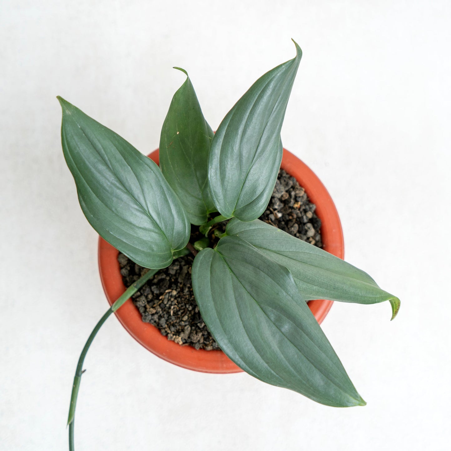Scindapsus Silver SP Sumatera