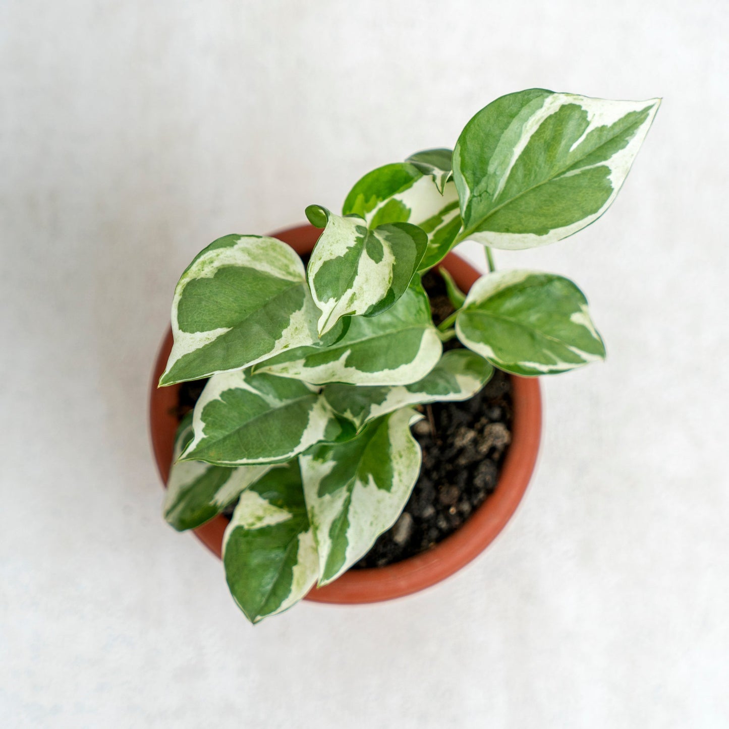 Epipremnum Aureum Snow Queen
