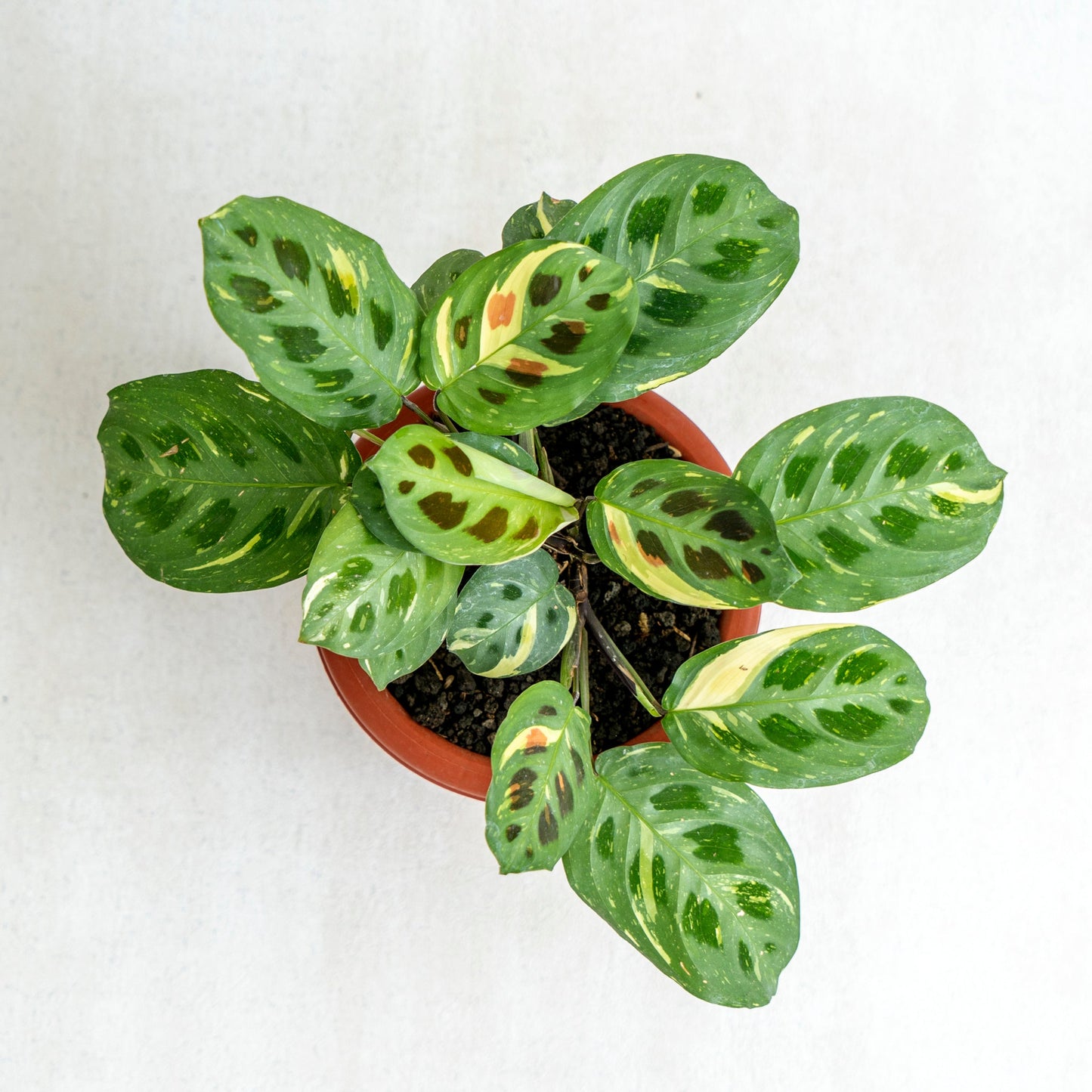 Calathea Butterfly Variegated