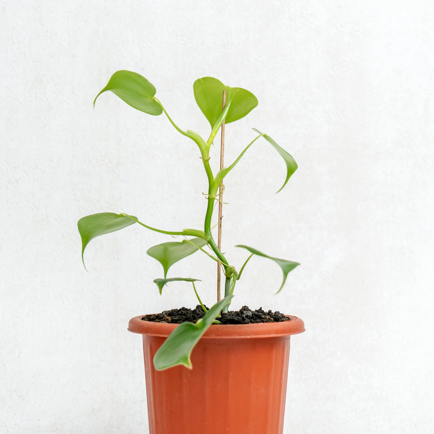 Philodendron Grazielae