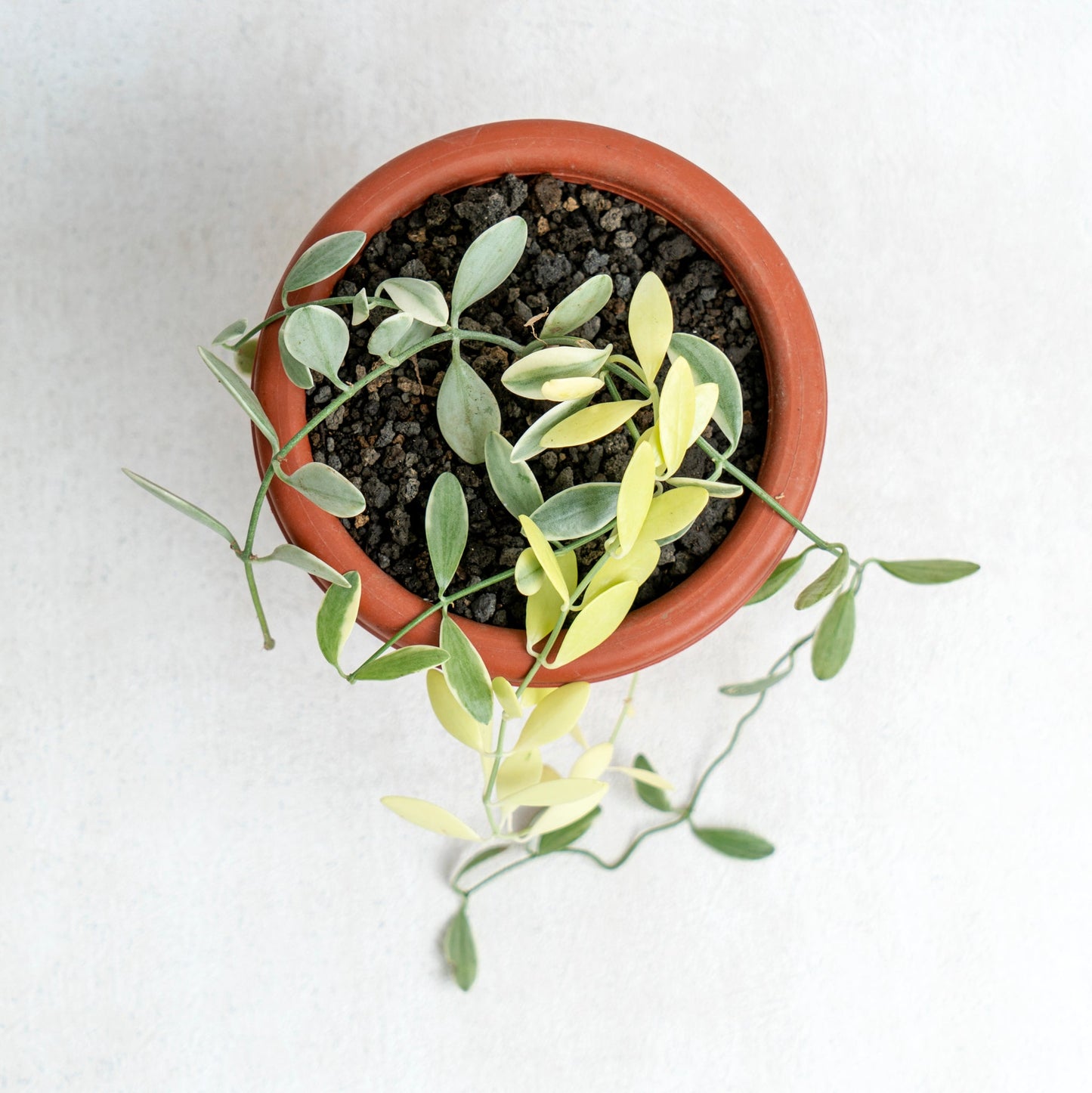 Dischidia Variegated