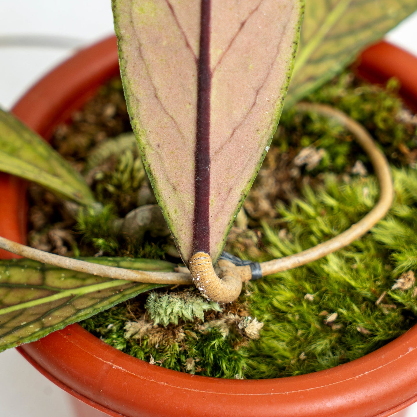 Hoya SP Tanggamus