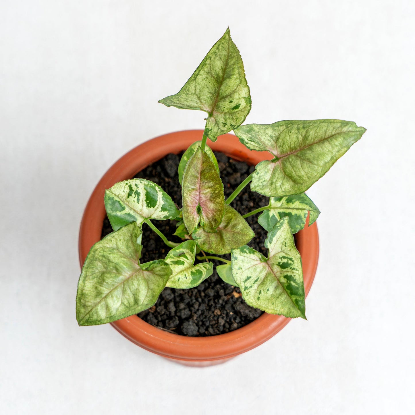 Syngonium Allusion Mini