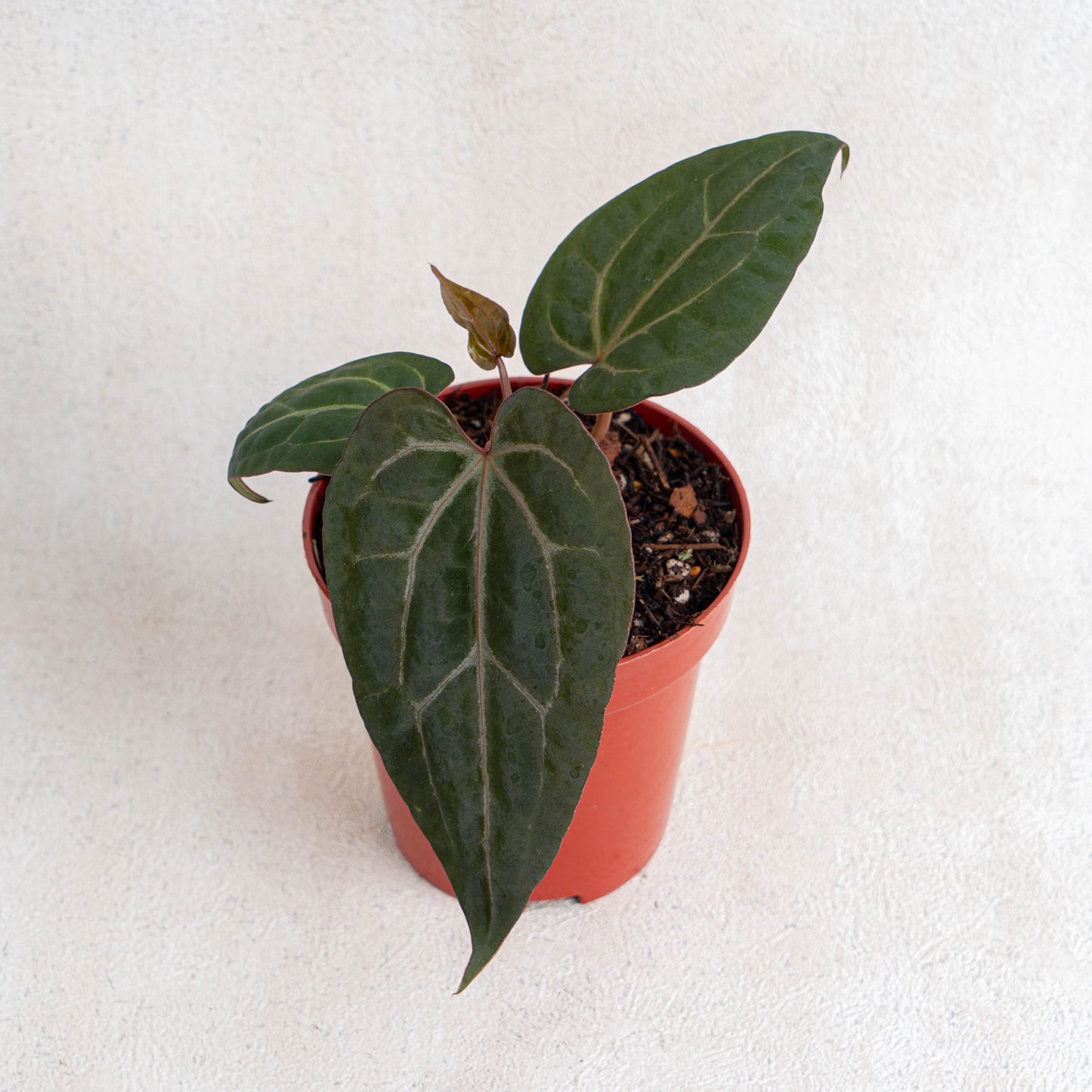 Anthurium Black Velvet Indonesia Type X (Zara x Michelle)