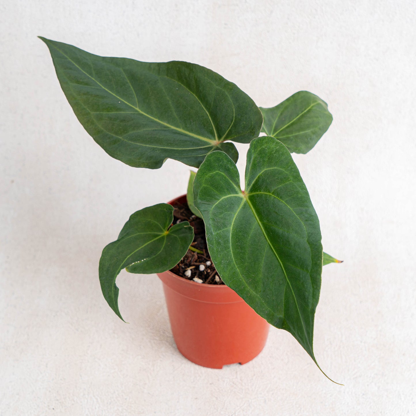 Anthurium Papillilaminum Narrow Form