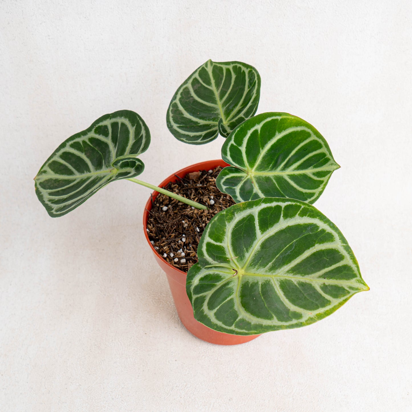 Anthurium Dorayaki
