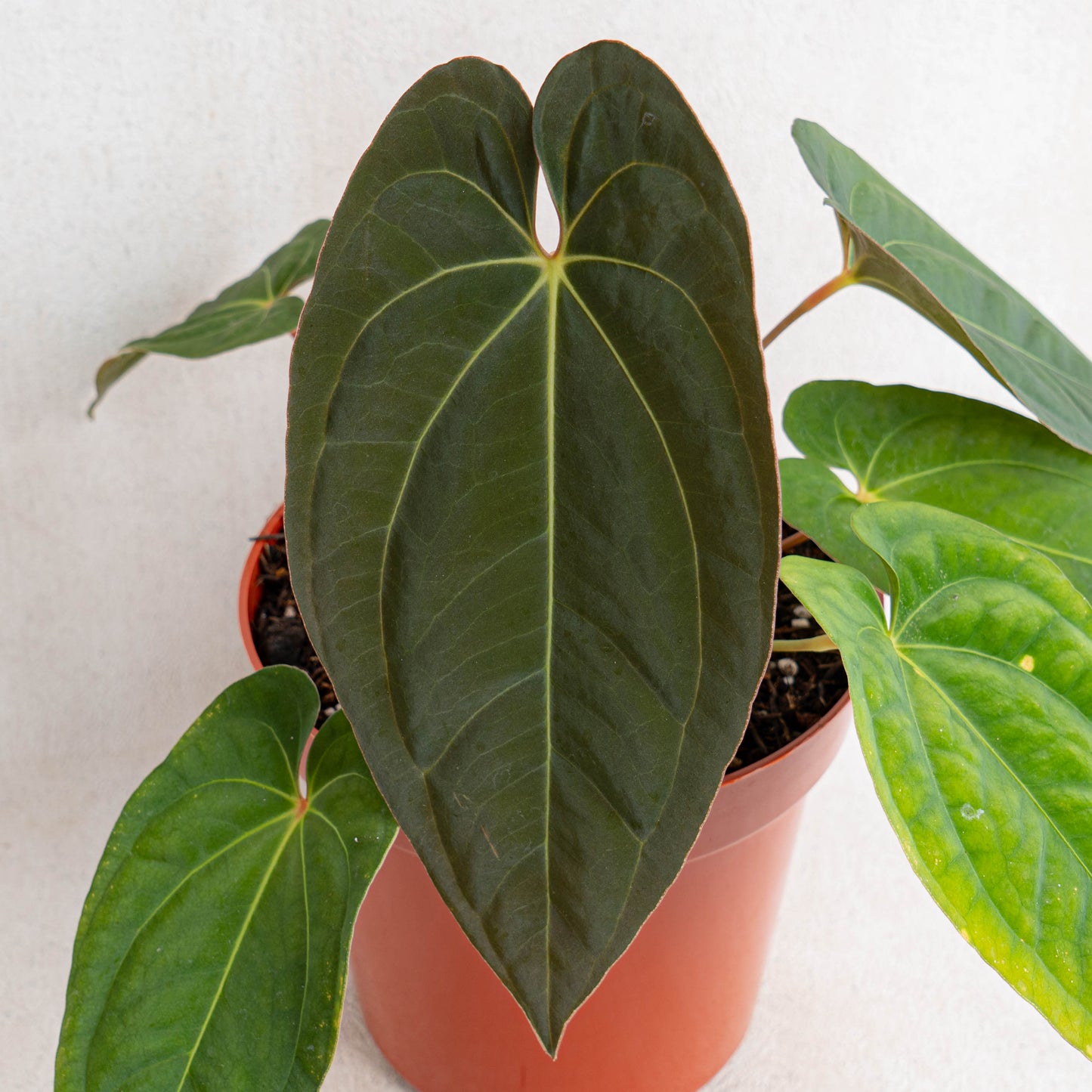 Anthurium Dark Phoenix X Night Queen