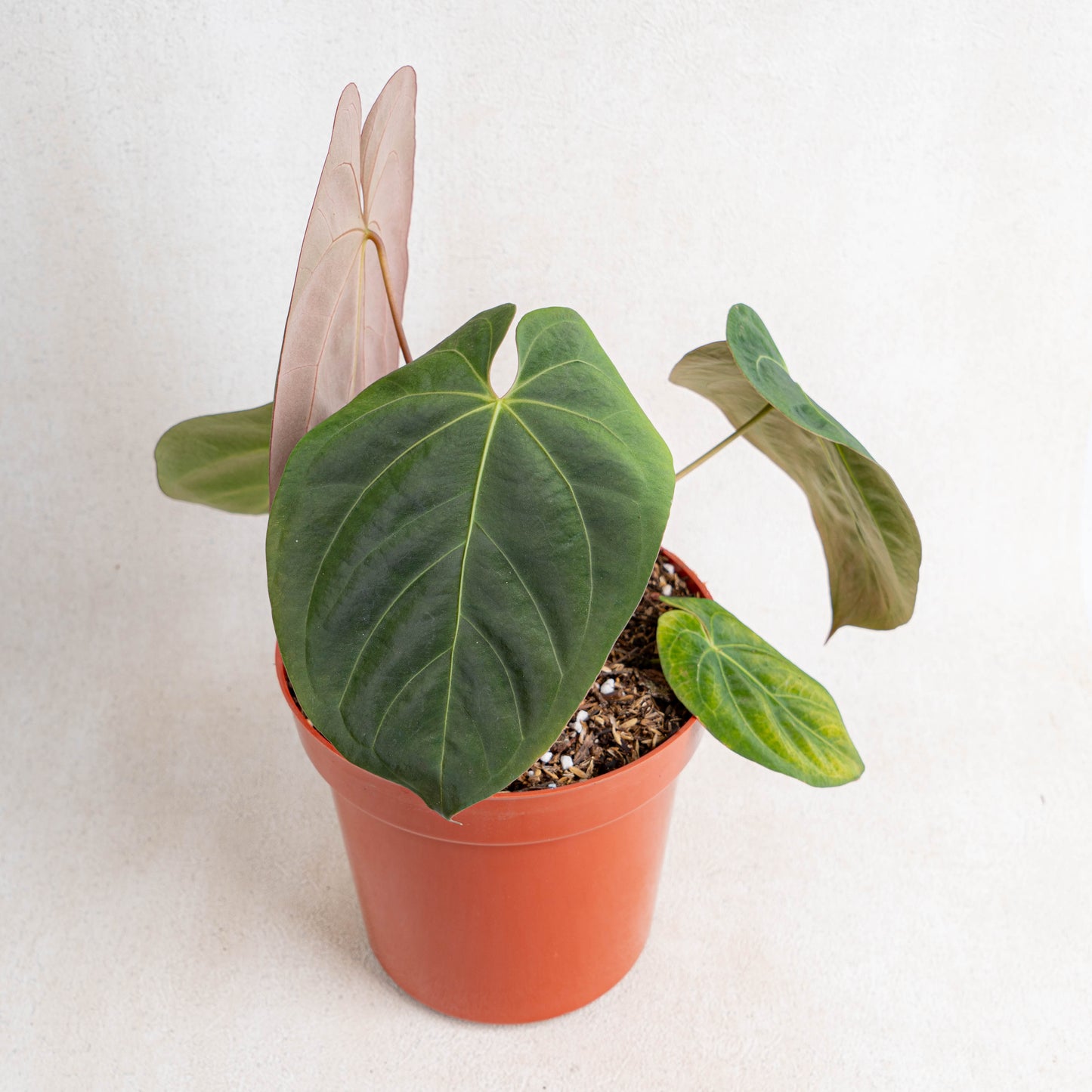 Anthurium Hoffmanii Hybrid