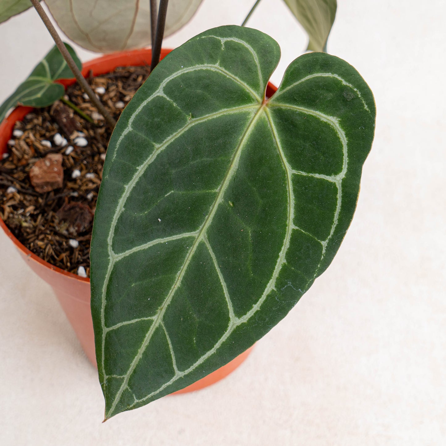 Anthurium Crystallinum Dark Form