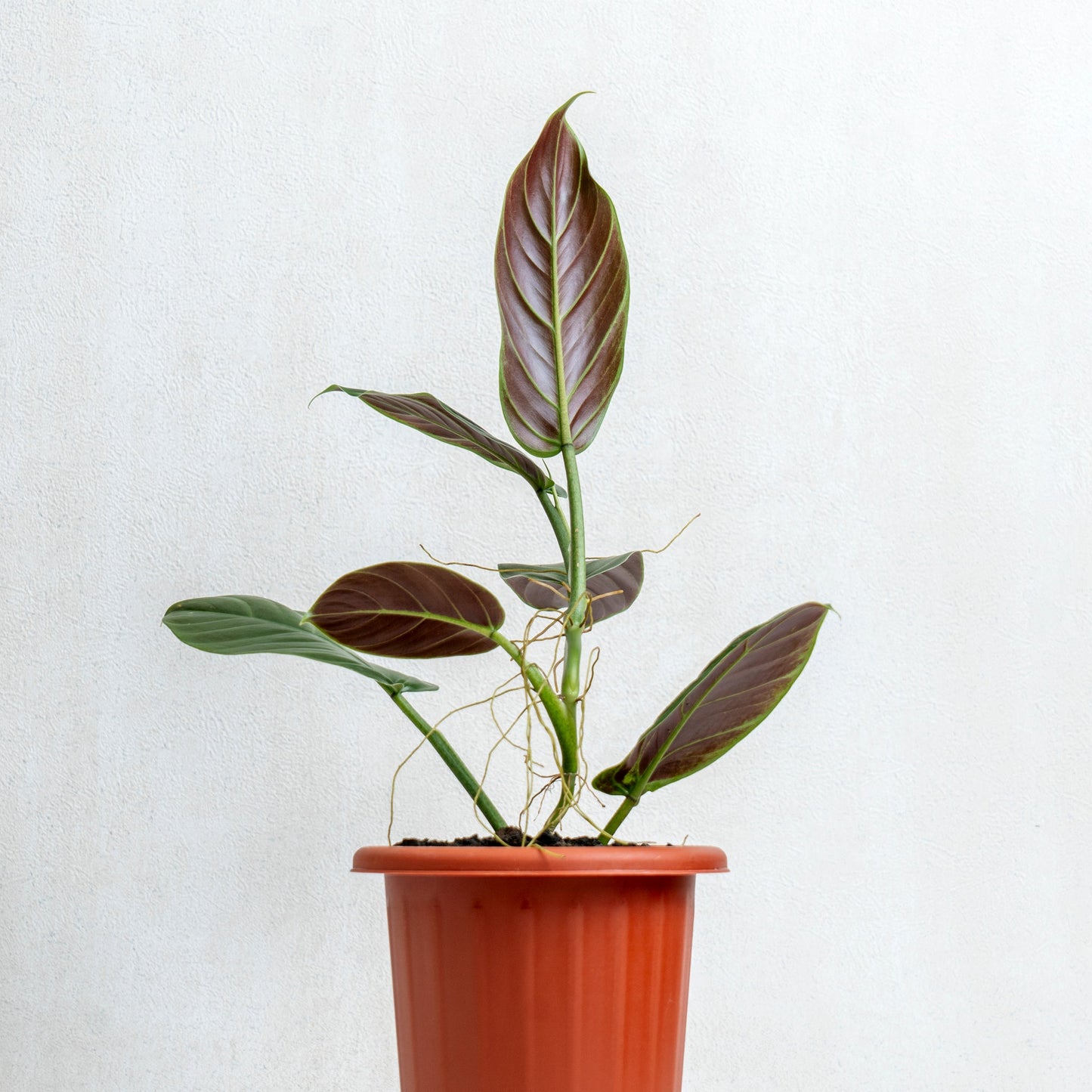 Philodendron Subhastatum