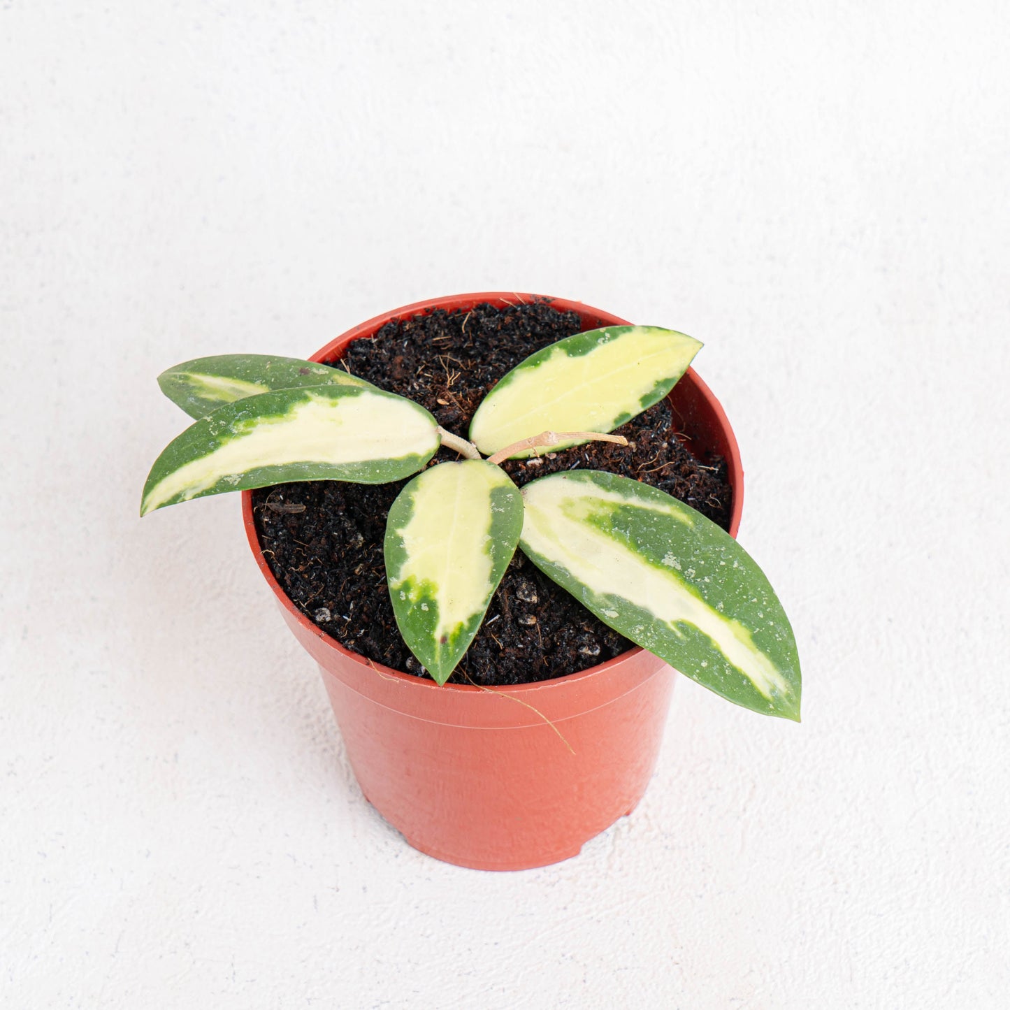 Hoya Acuta Variegated