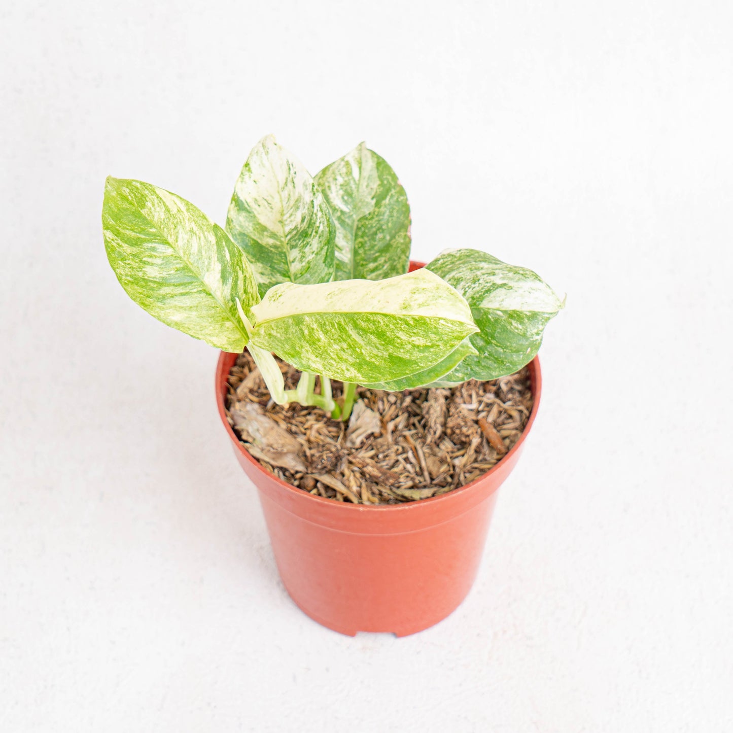 Rhaphidophora Puberula Variegated