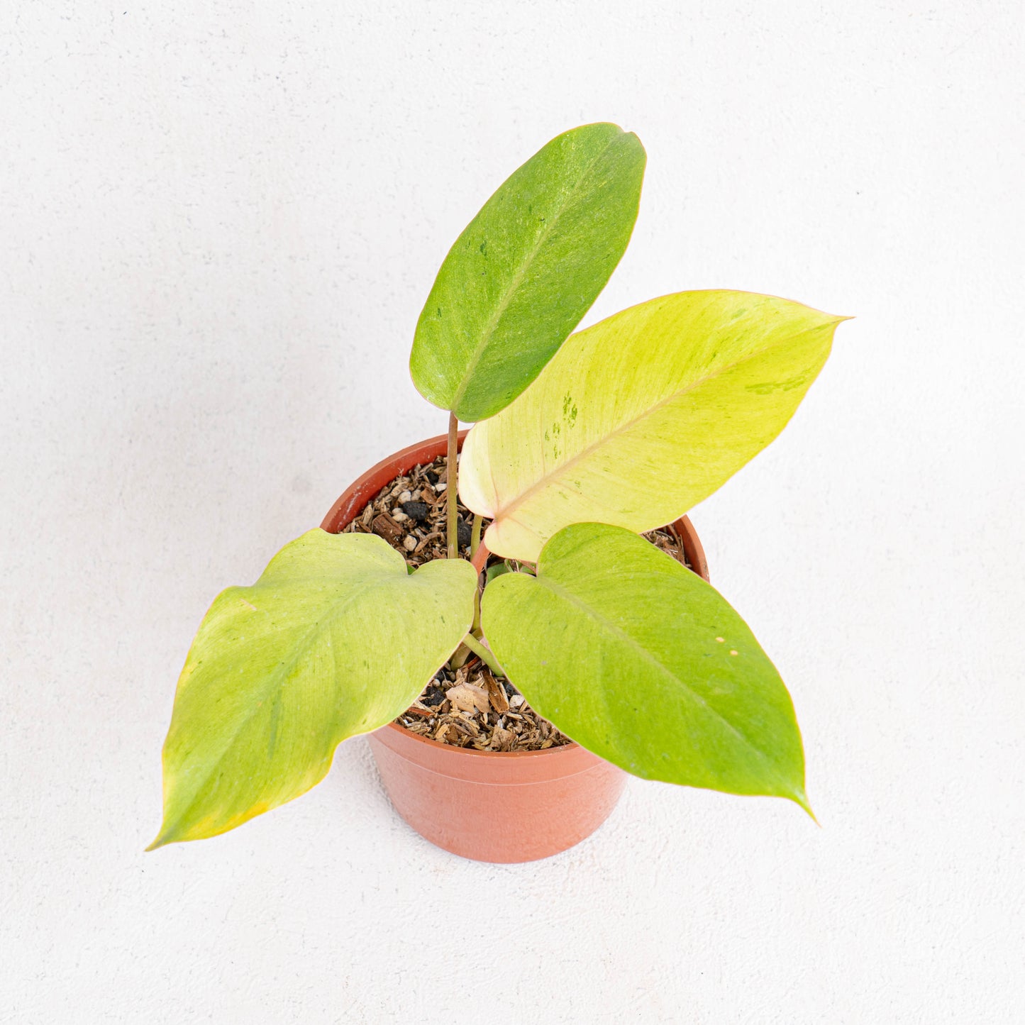 Philodendron Jungle Fever Variegated