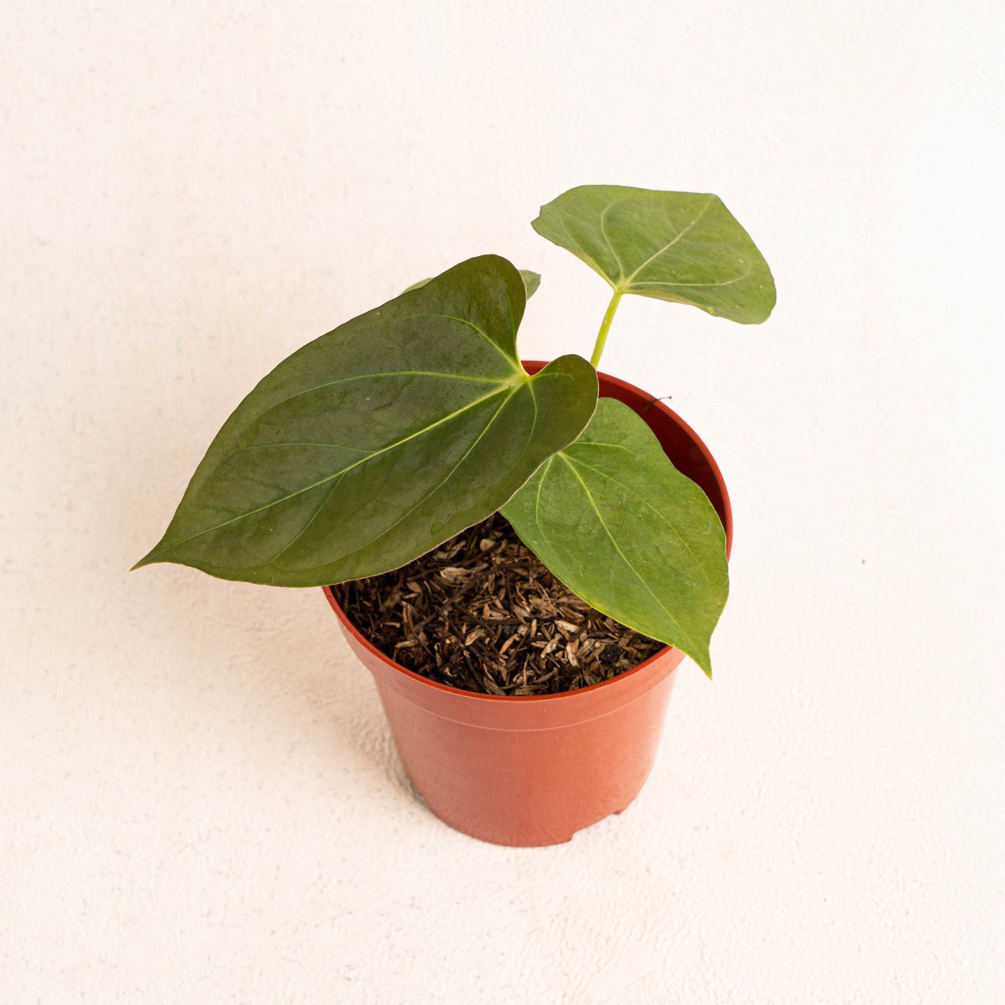 Anthurium King Of Spades x Papillilaminum