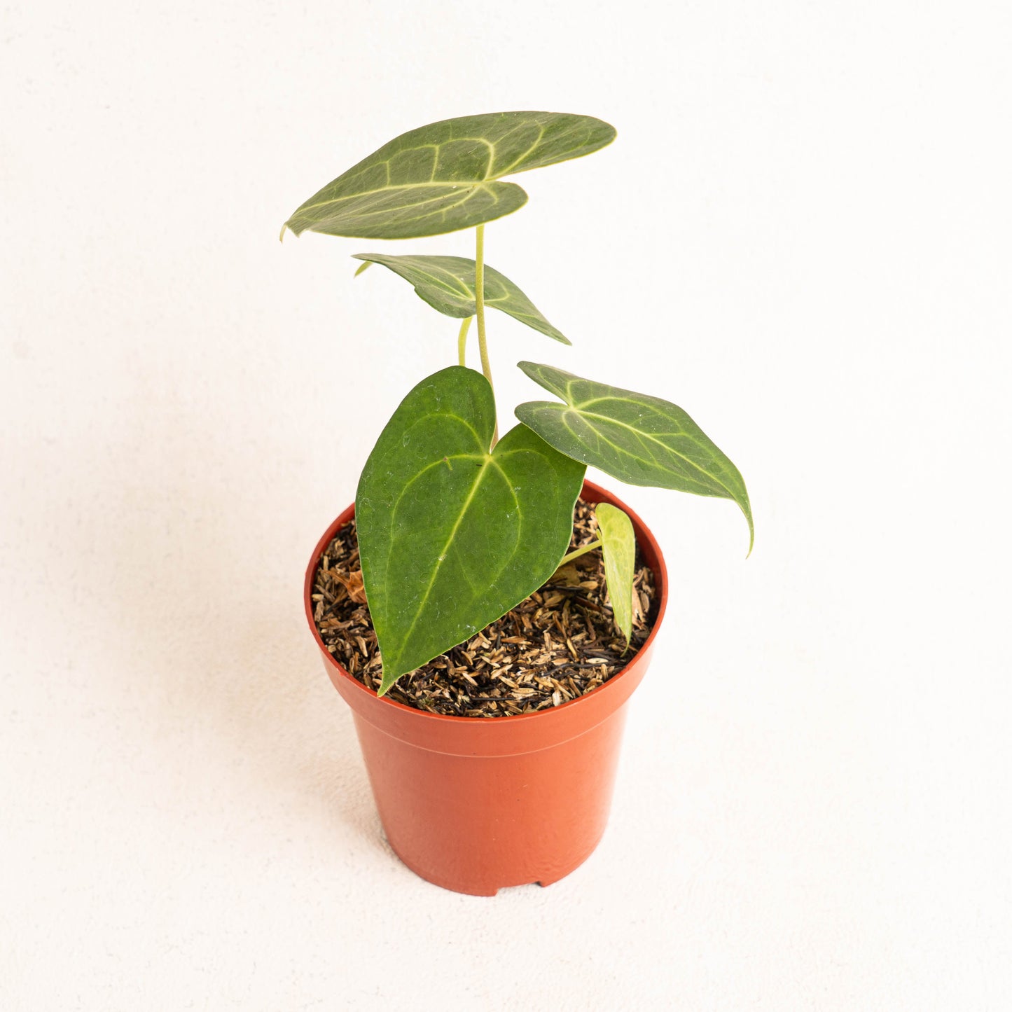 Anthurium Clarinervium x Jenmanii