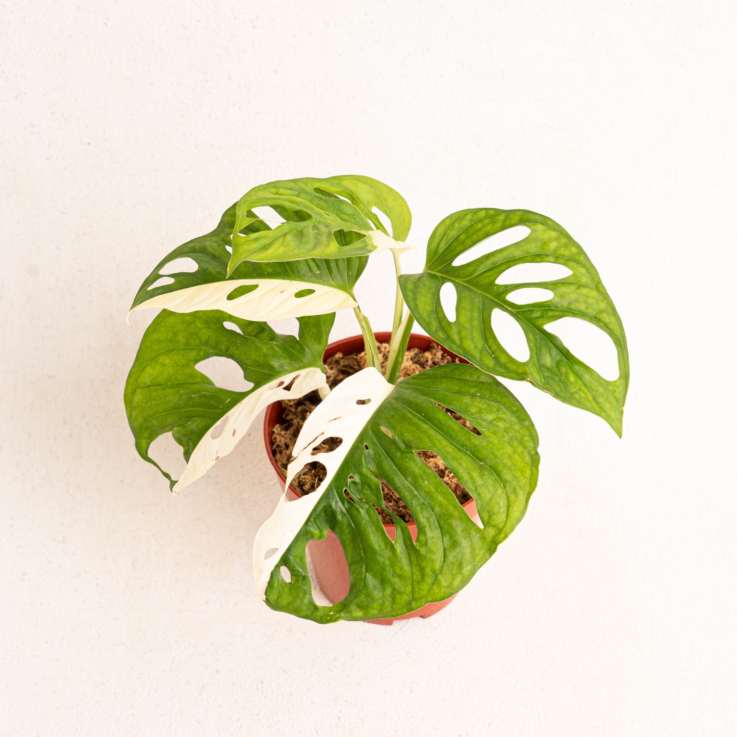 Monstera Adansonii Variegated