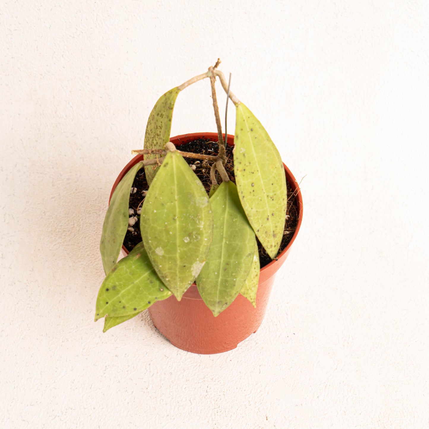 Hoya Tomataensis SP Sulawesi