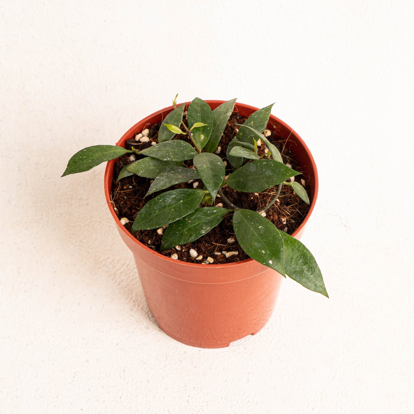 Hoya Rebecca