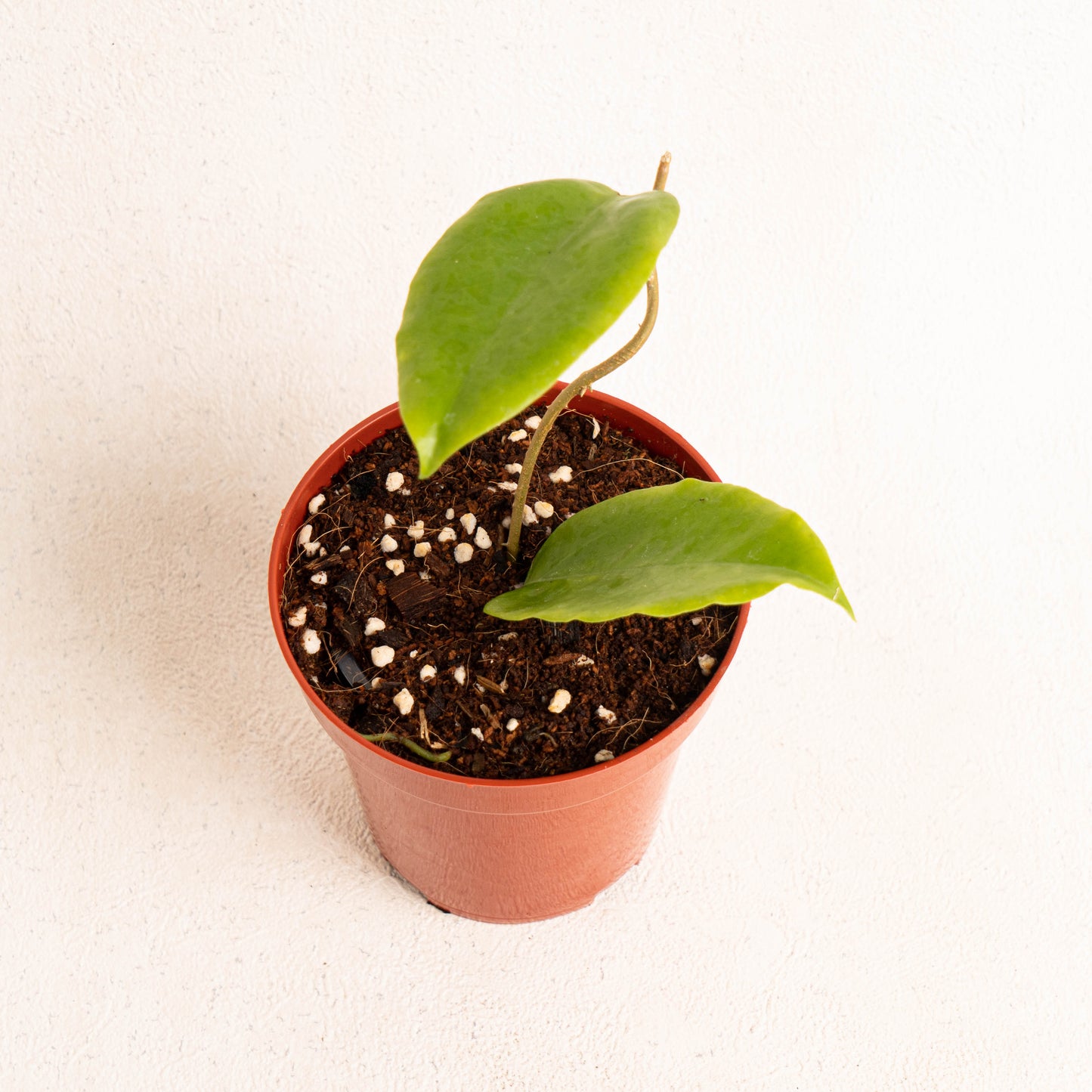 Hoya Bicolor