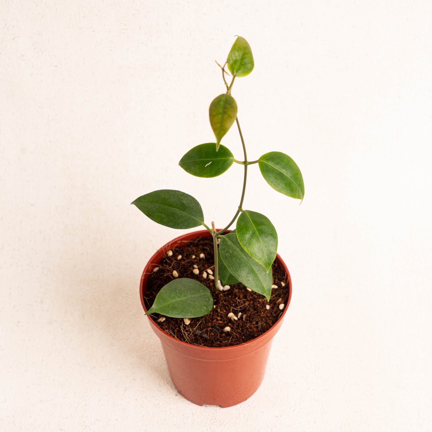 Hoya Paziae