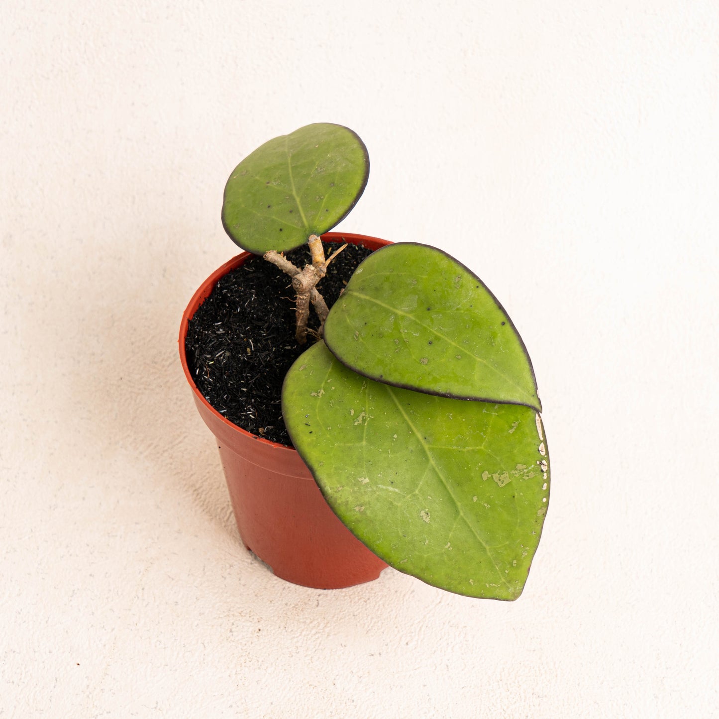 Hoya Vitellina Black Margin