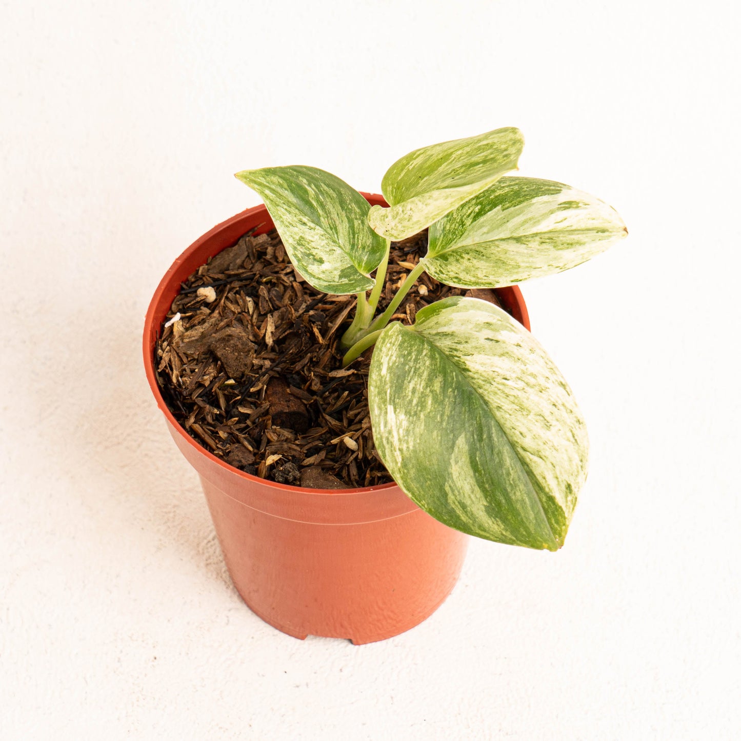 Scindapsus Treubii Moonlight Marble Variegated
