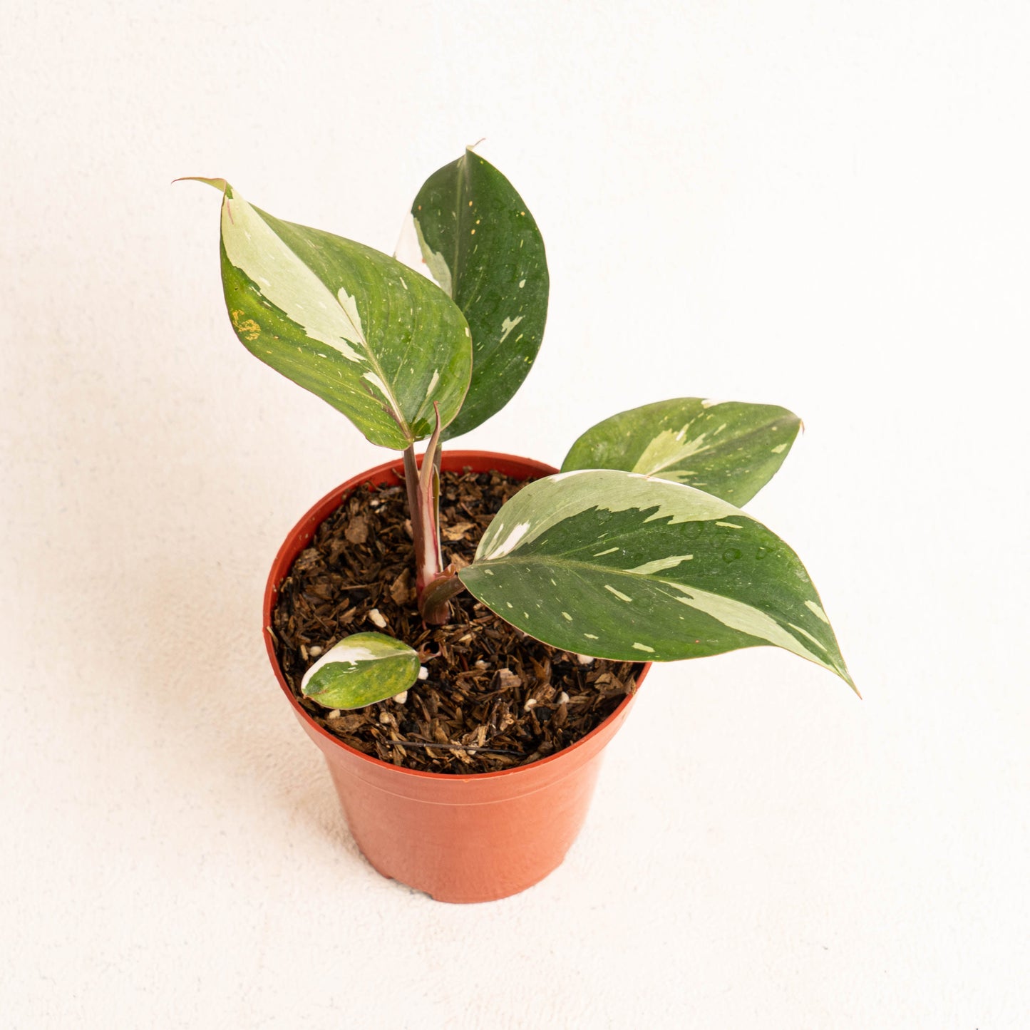 Philodendron White Knight