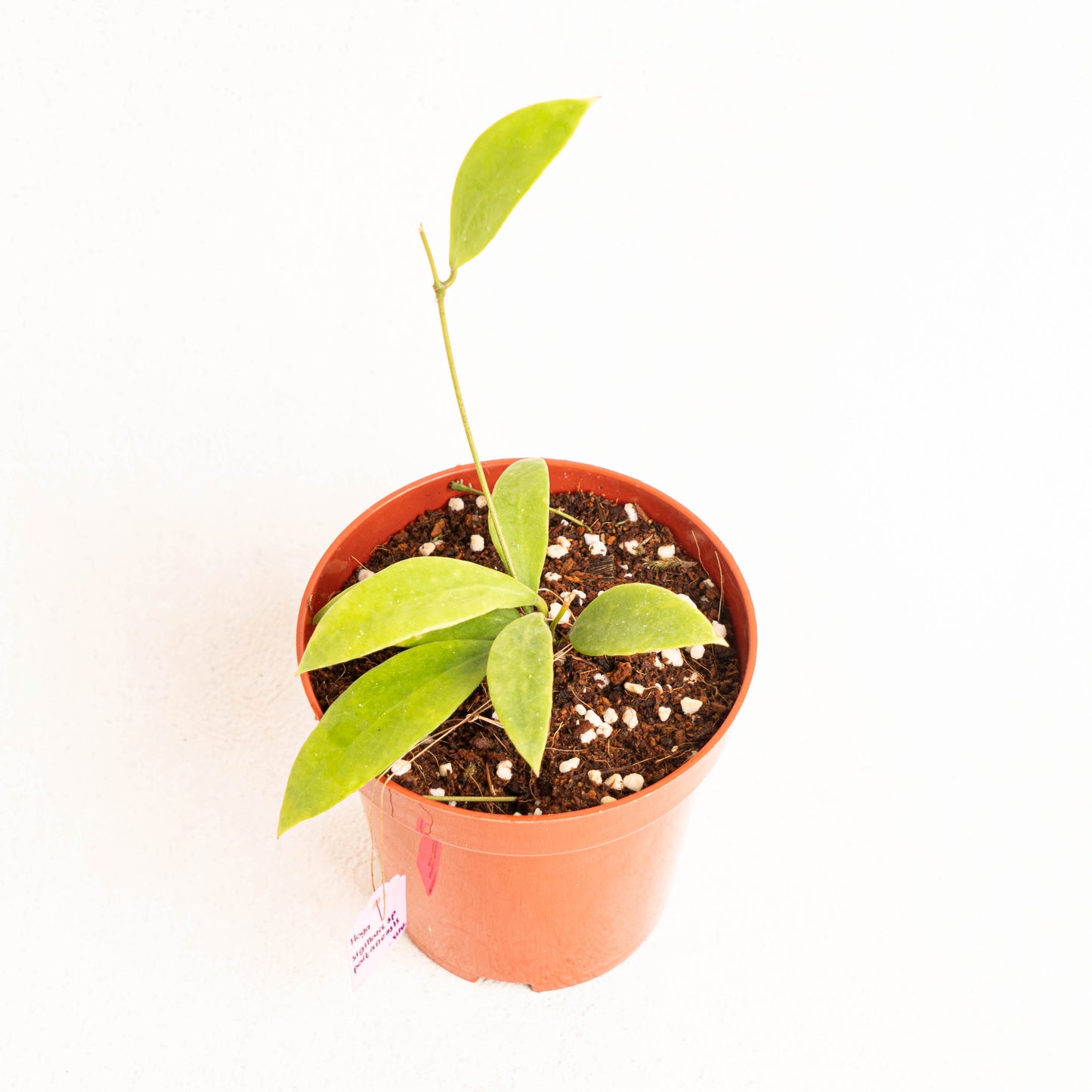 Hoya Sigillatis Pacitanensis