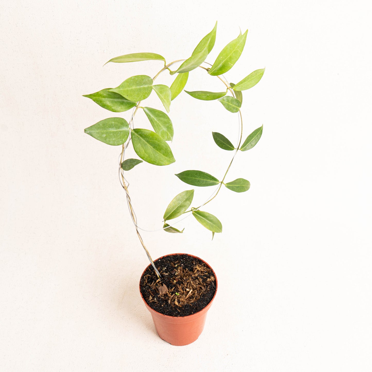 Hoya Globulifera