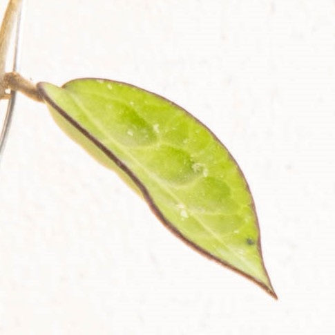 Hoya MA-07