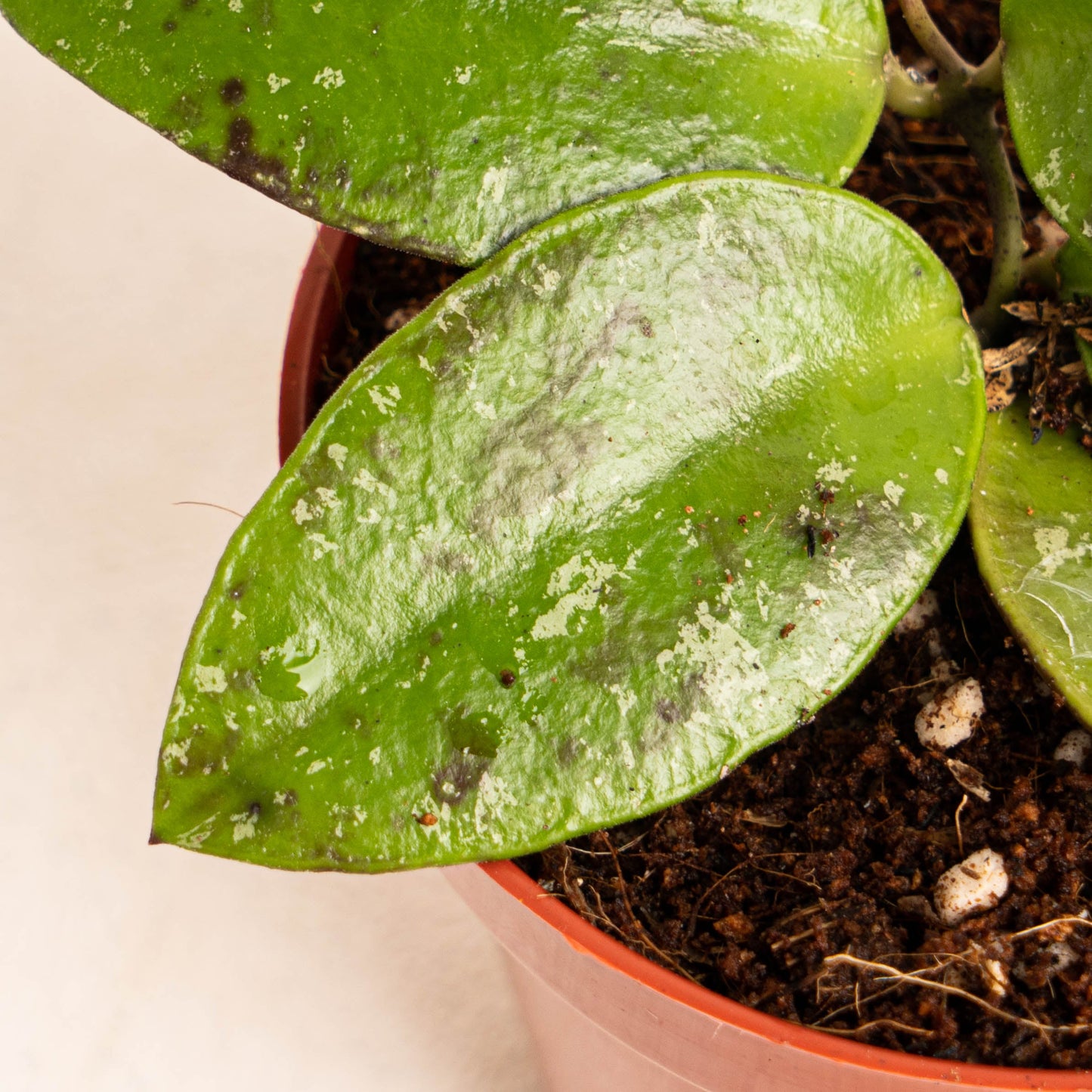 Hoya Benchaii