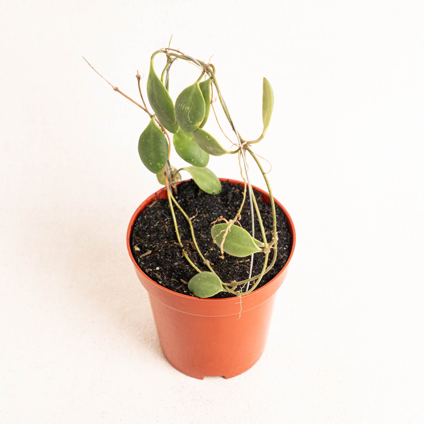 Hoya Brevialata