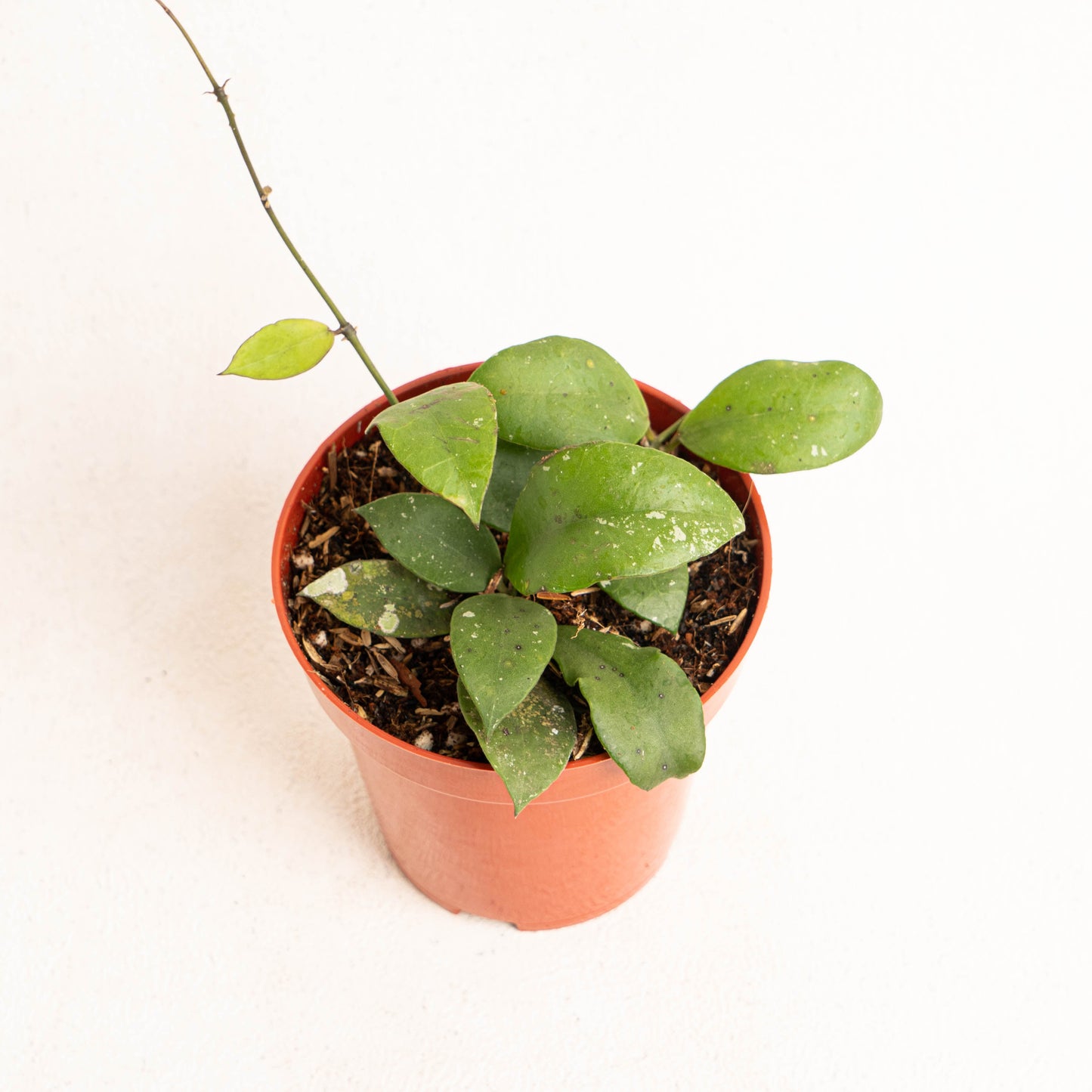 Hoya Nabawanensis
