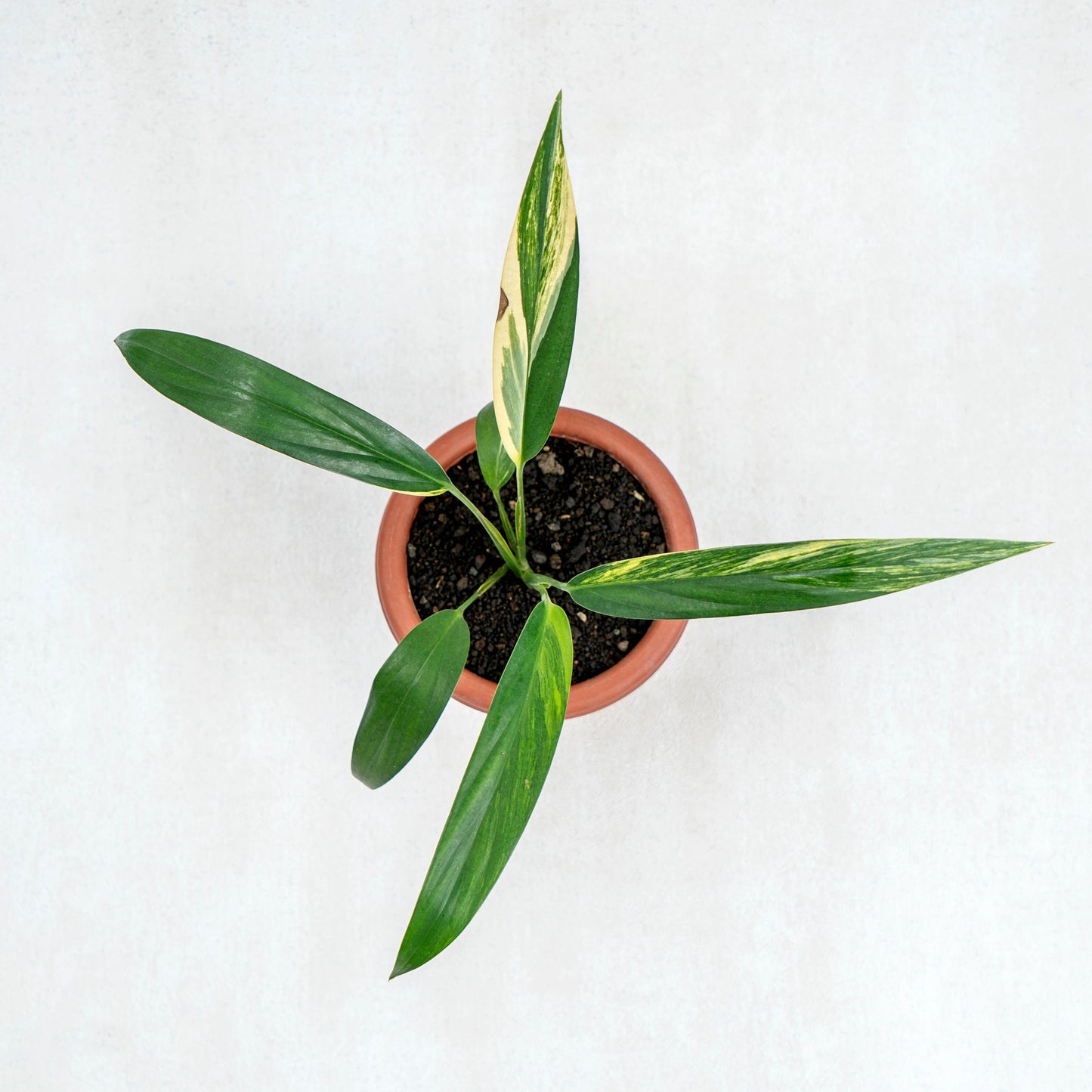 Epipremnum Amplissimum Aurea Variegated