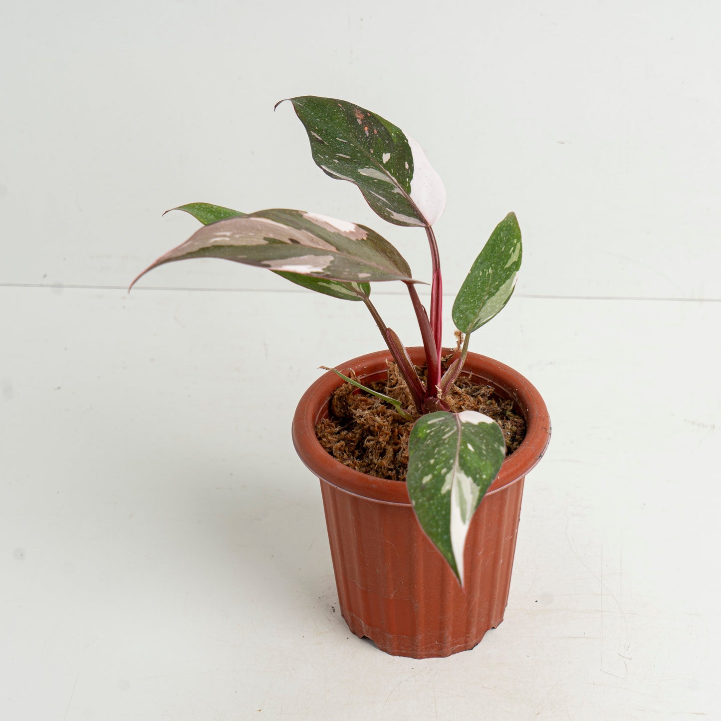 Philodendron Red Anderson