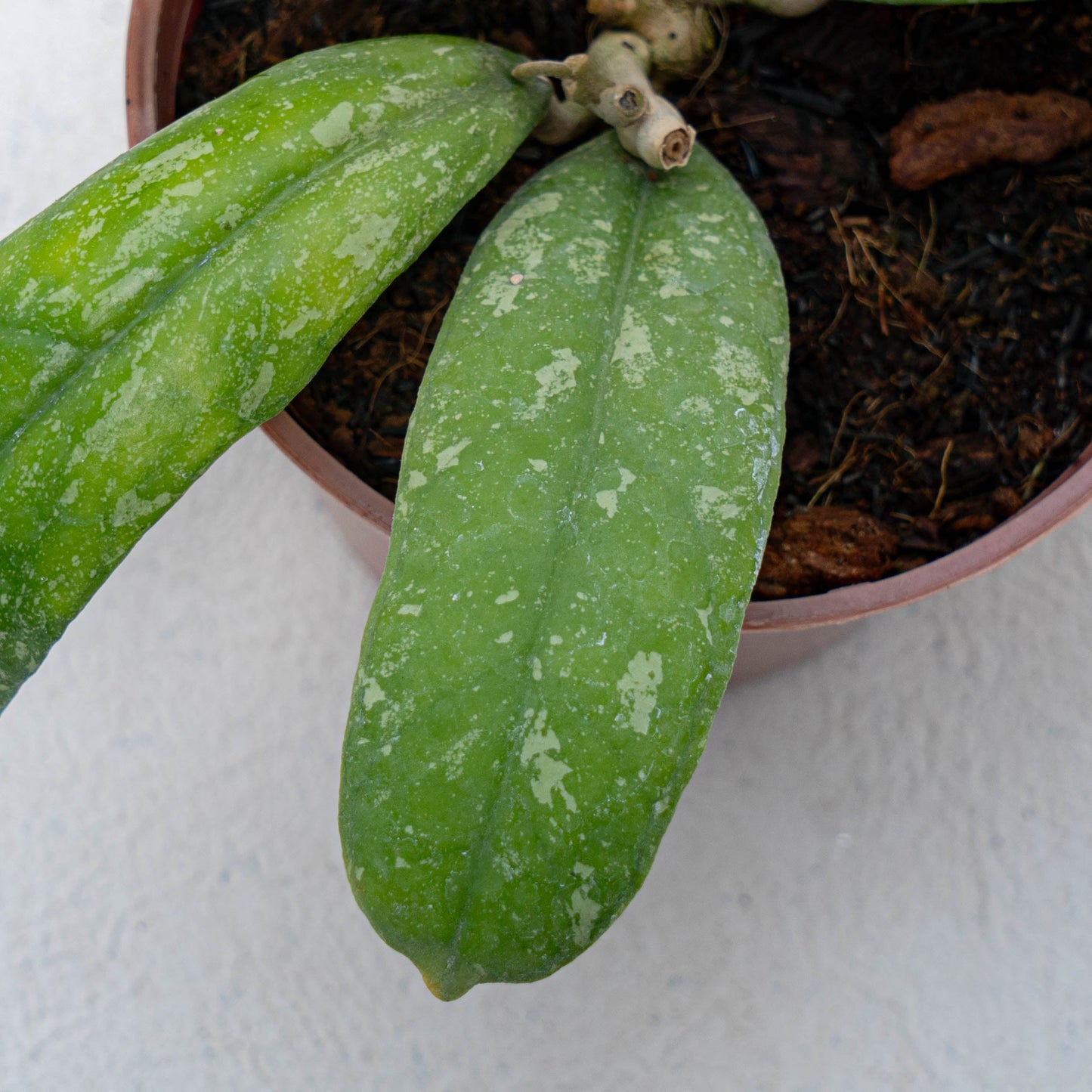 Hoya Aztec Gems