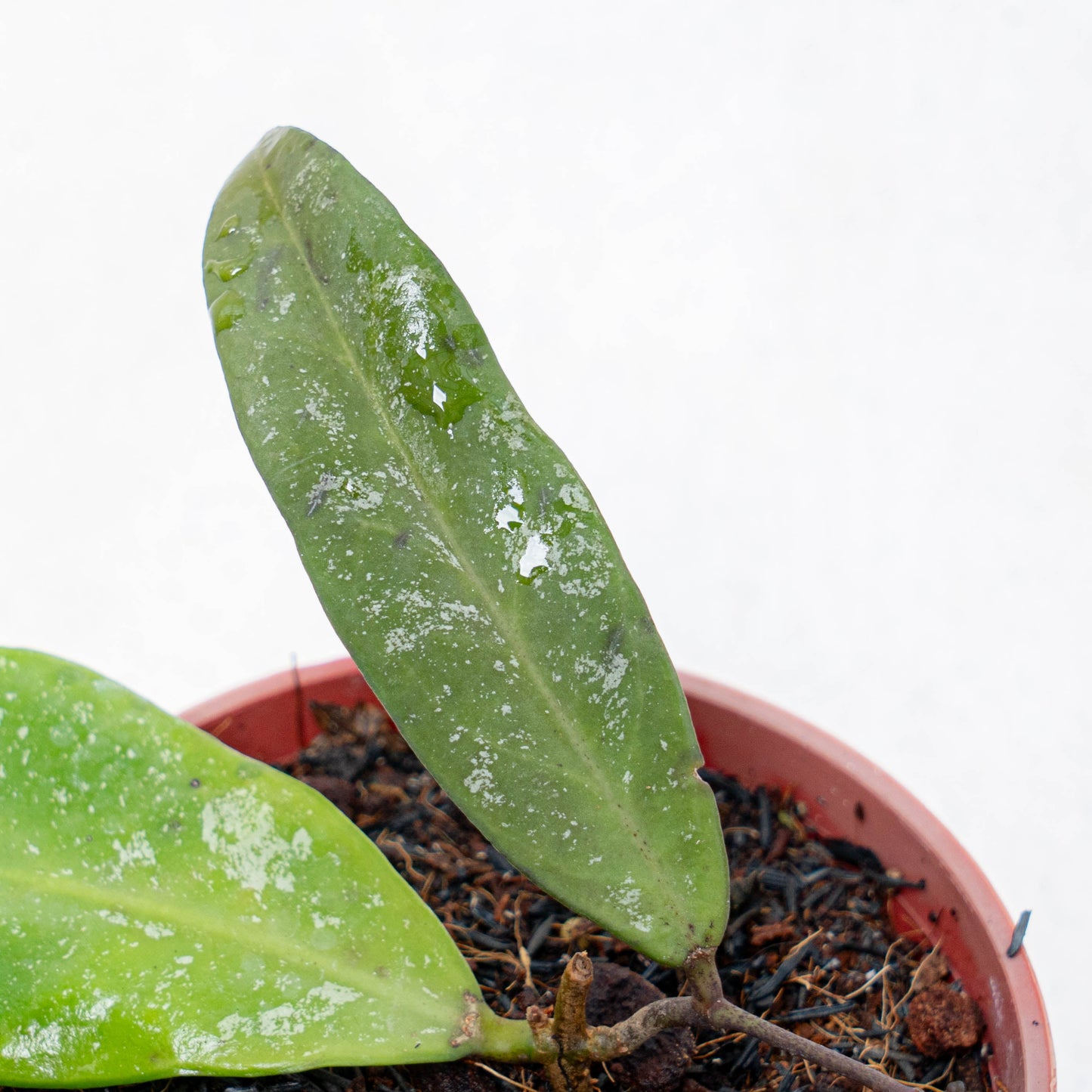 Hoya Scortechinii Splash
