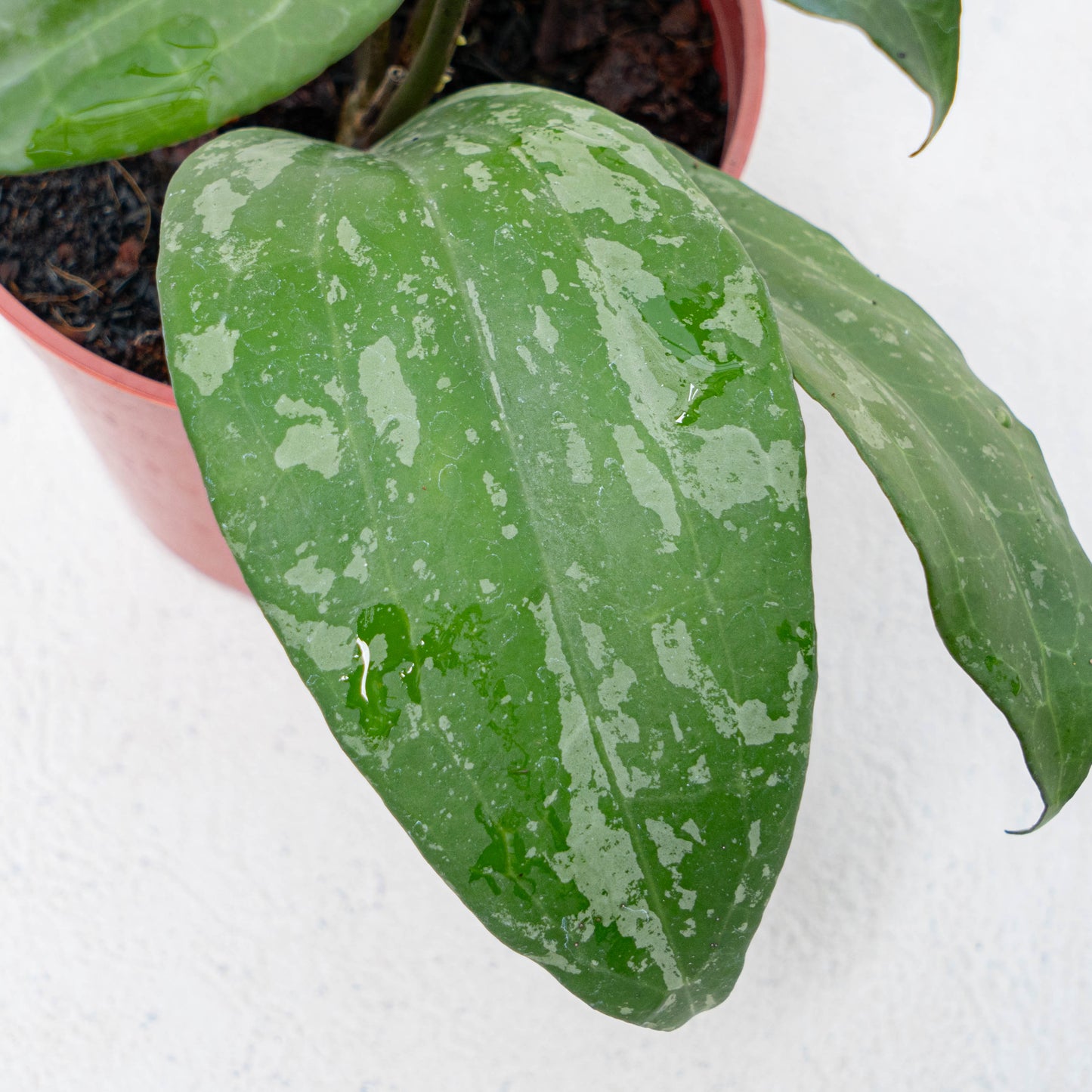 Hoya Latifolia High Splash