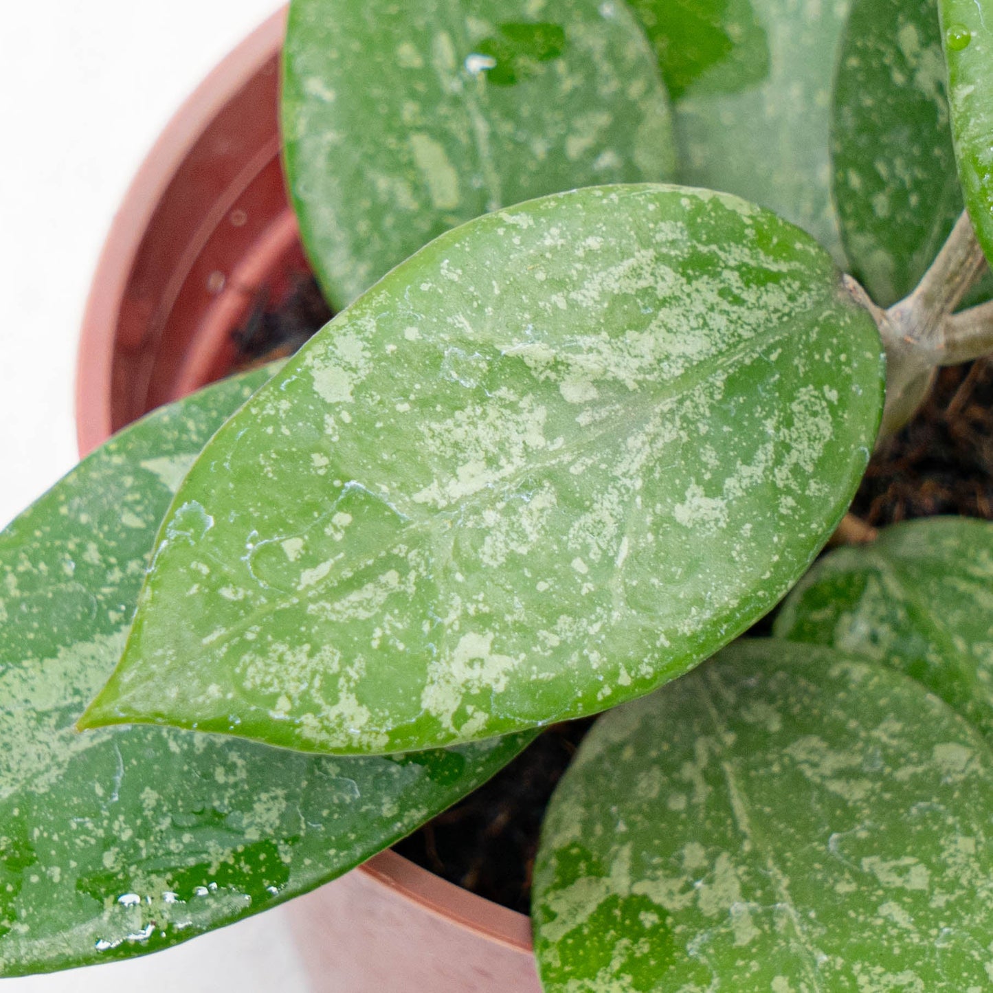 Hoya Verticilata Pacitan Splash