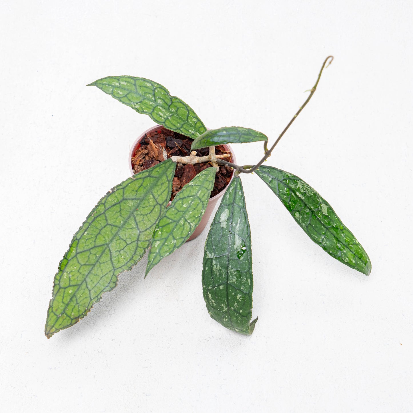 Hoya Clemensiorum Aceh