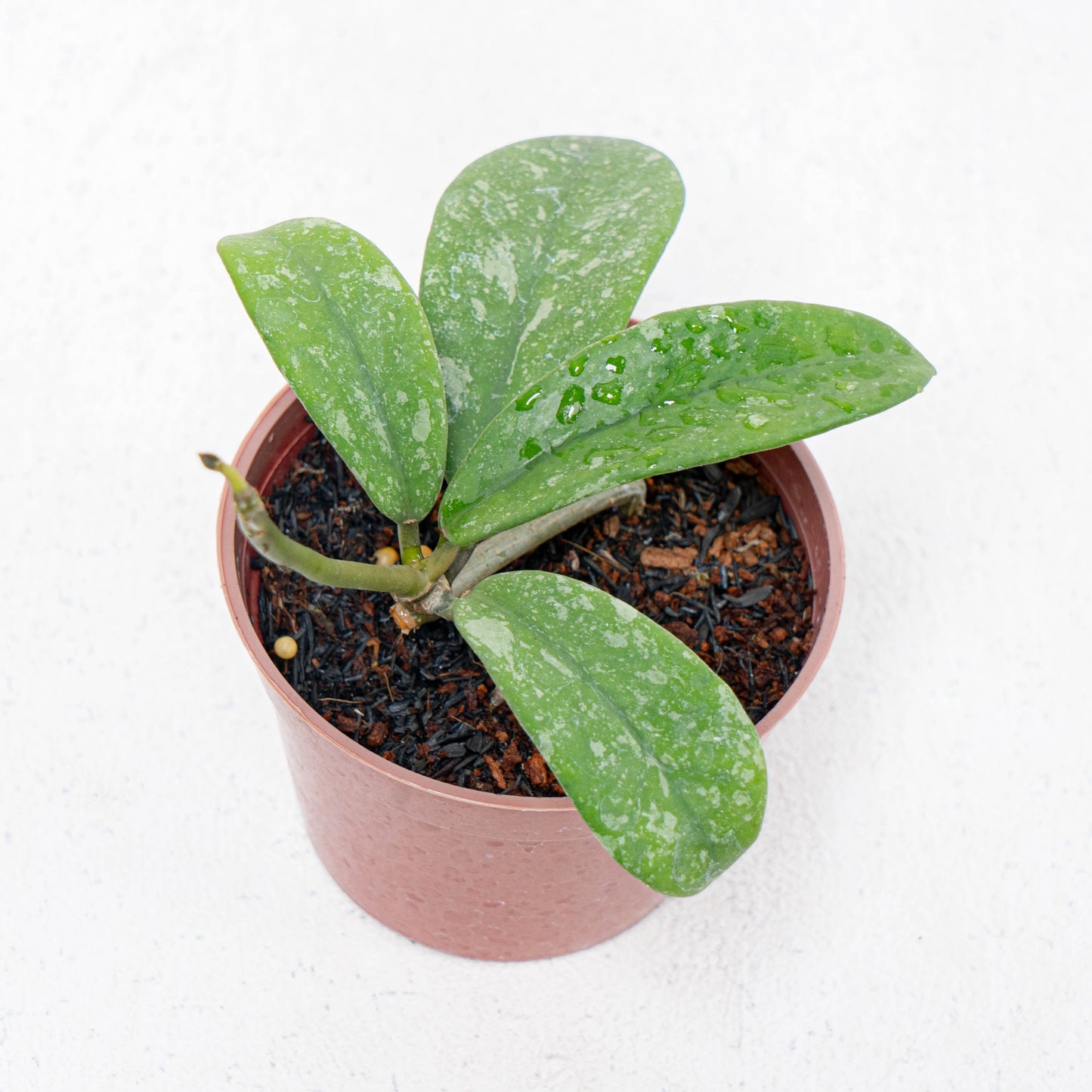 Hoya Diversifolia Splash