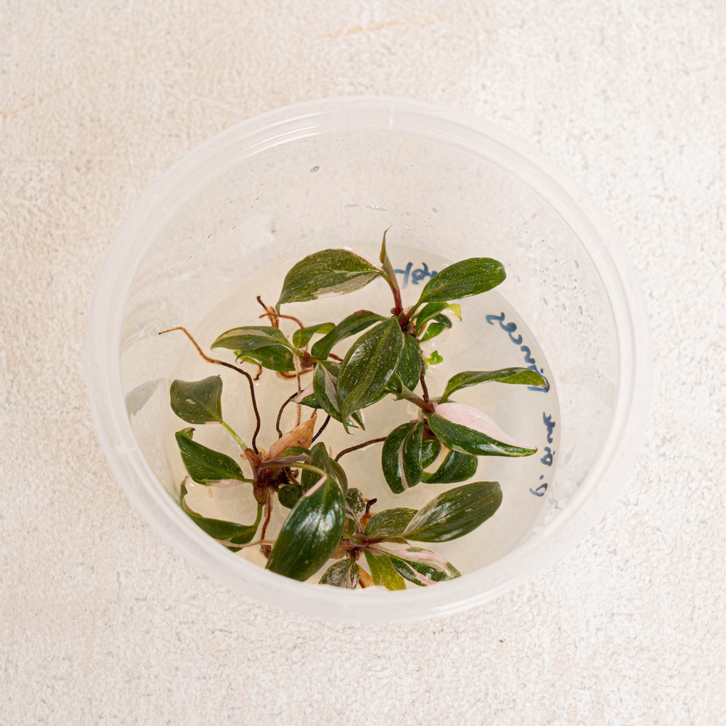 Tissue Culture - Philodendron Pink Princess