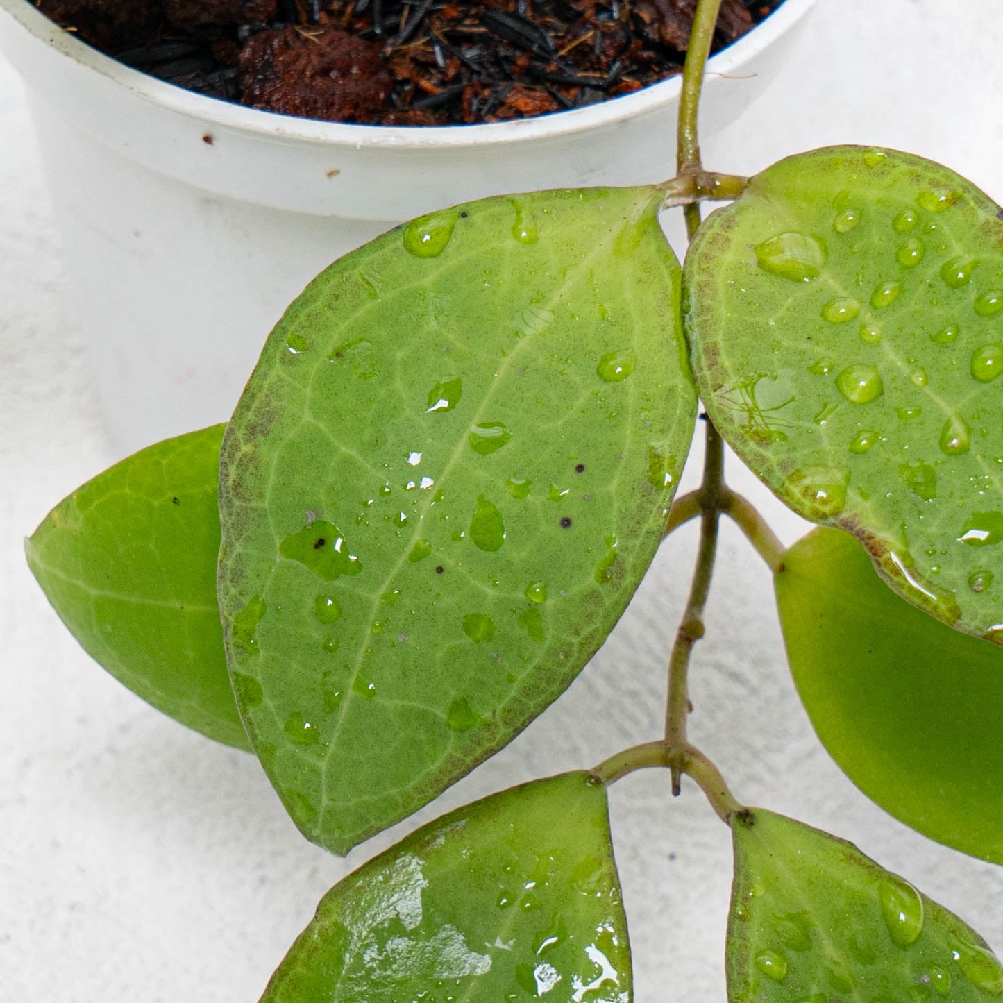Hoya Tomataensis