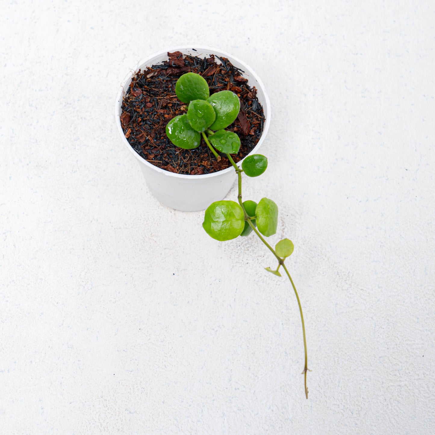 Hoya New SP Buntok