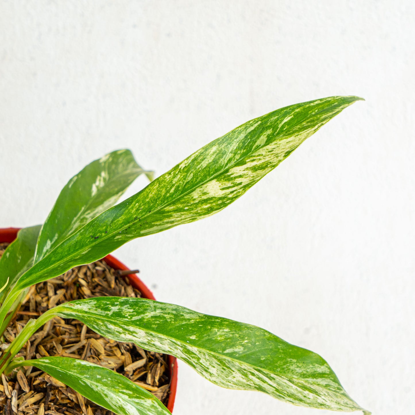 Rhaphidophora Megasperma Variegated
